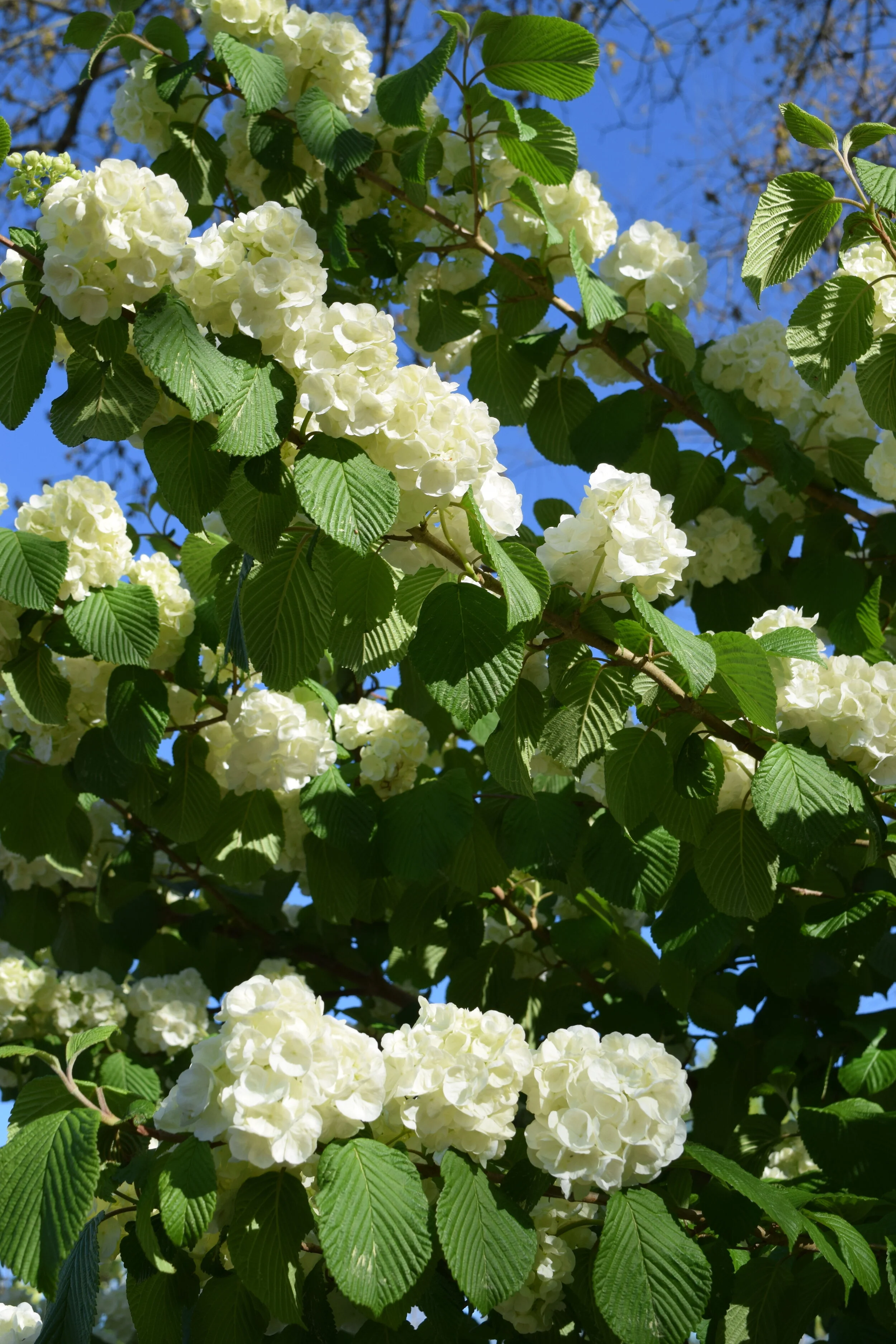 Are those Hydrageas??? NO! Viburnum is the must have plant of spring! 