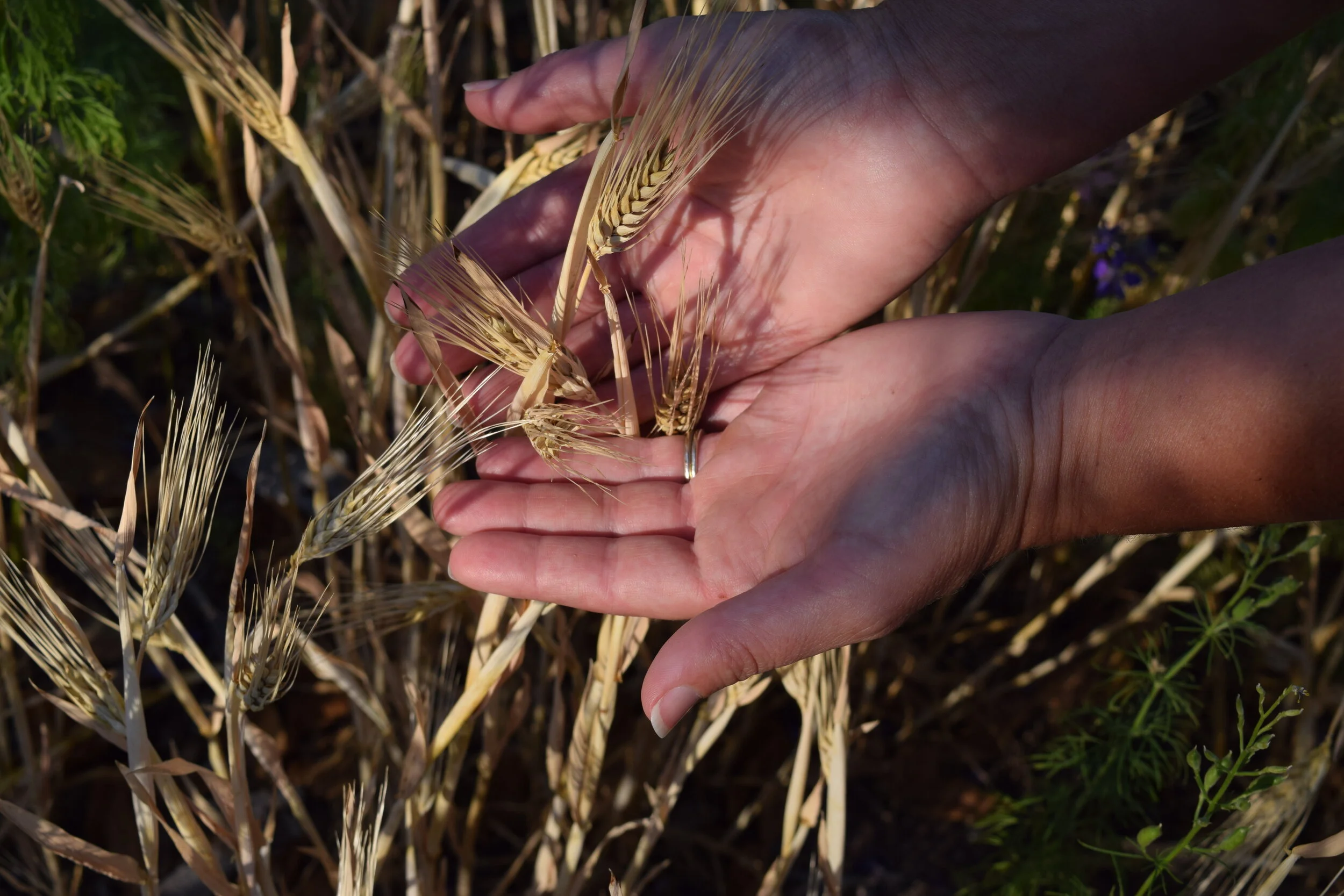 Grain headshots 030.JPG