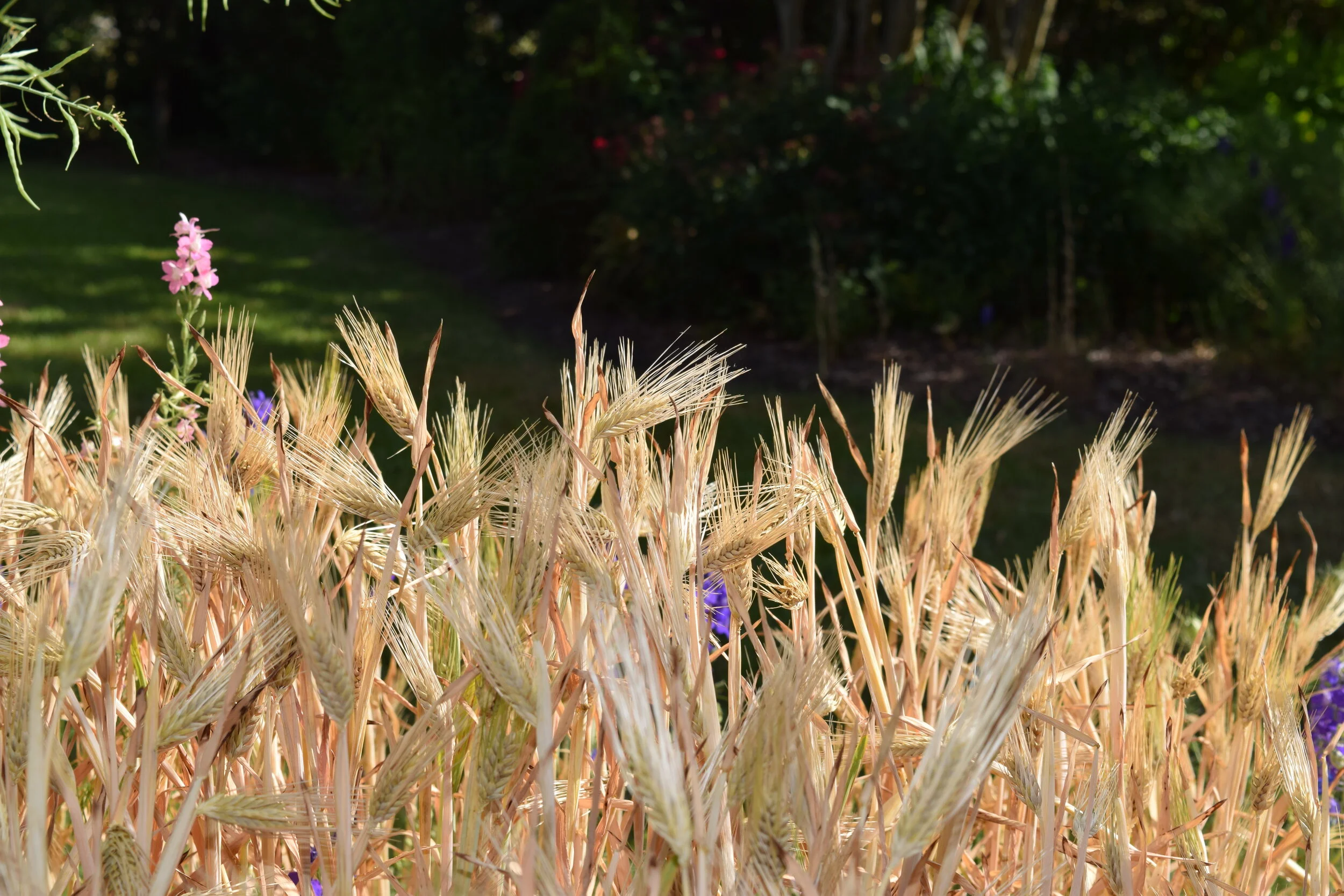Grains 27 May 2019 011.JPG