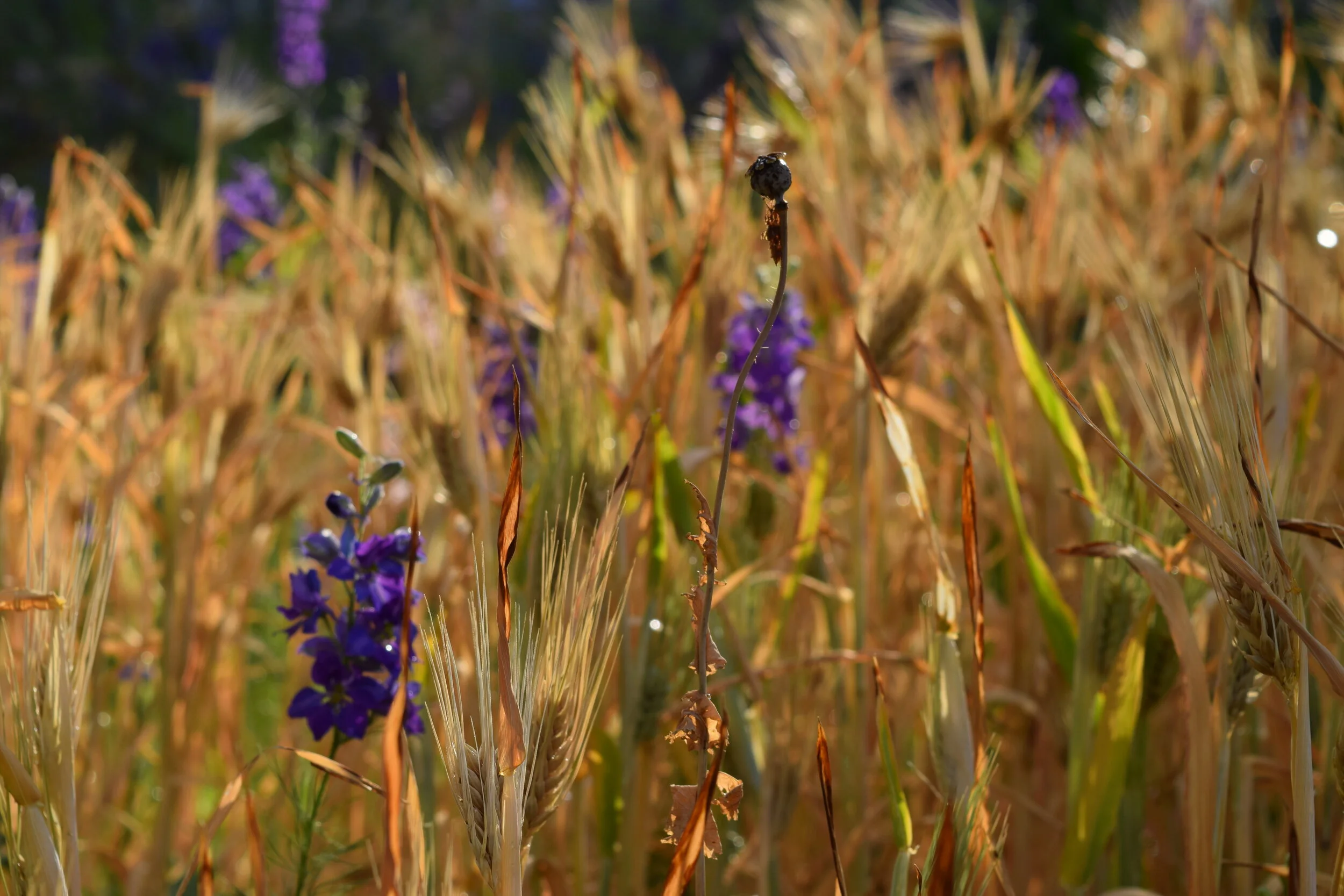 Grains 27 May 2019 147.JPG