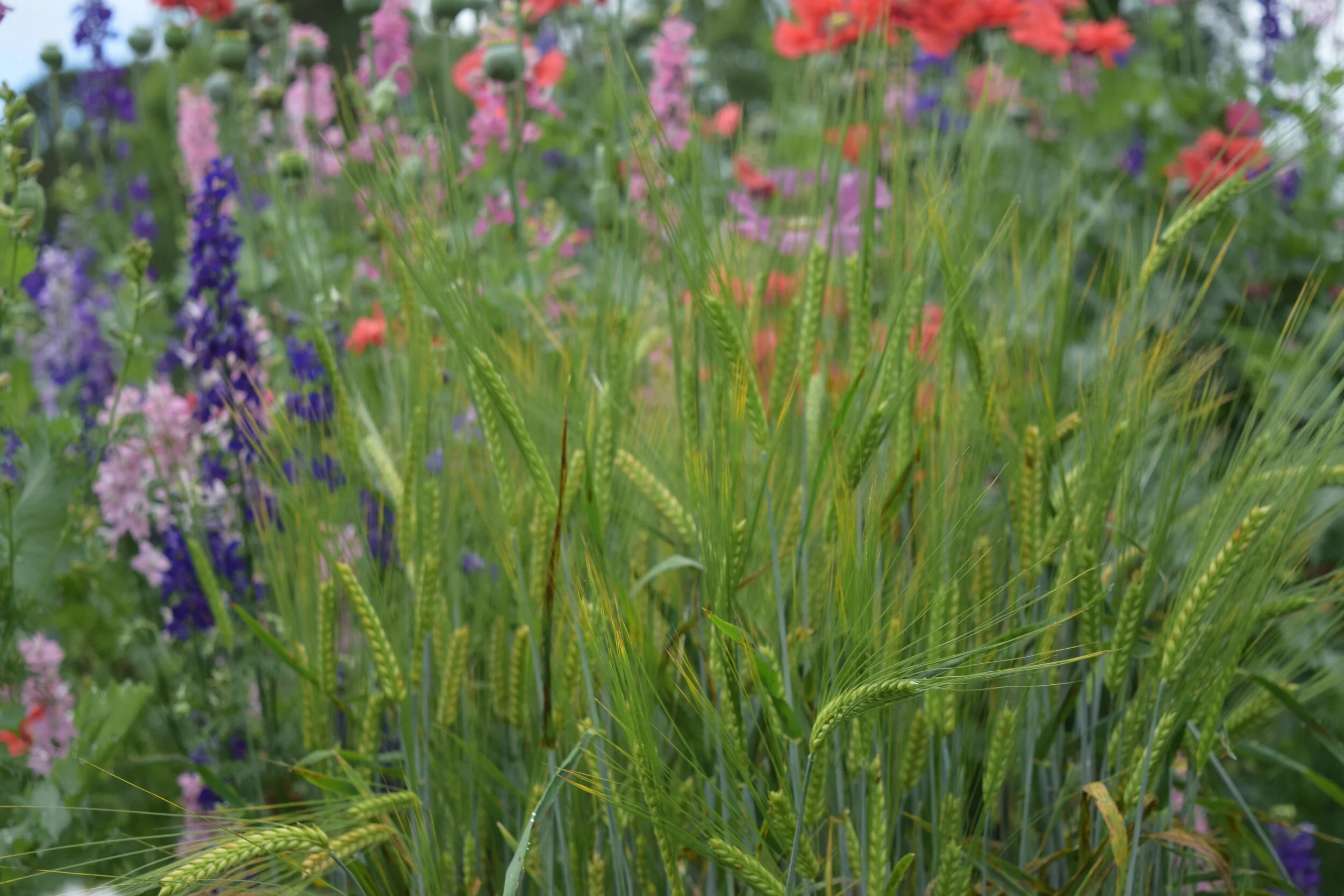 Grains 096.JPG