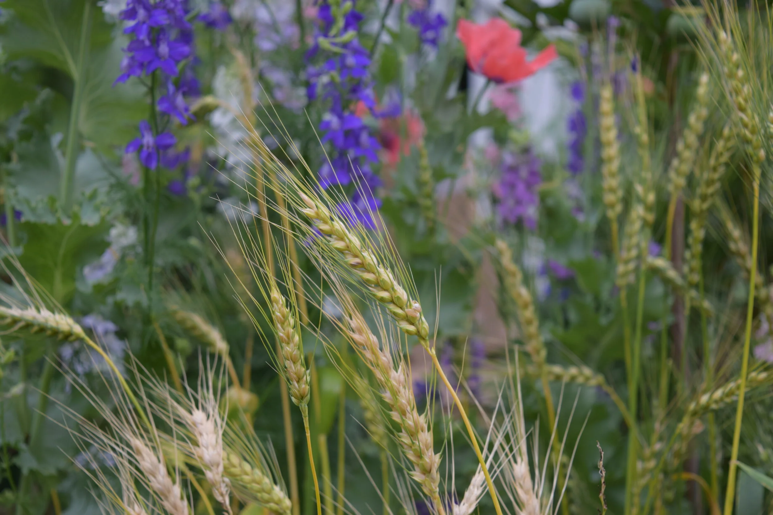 Grains 166.JPG
