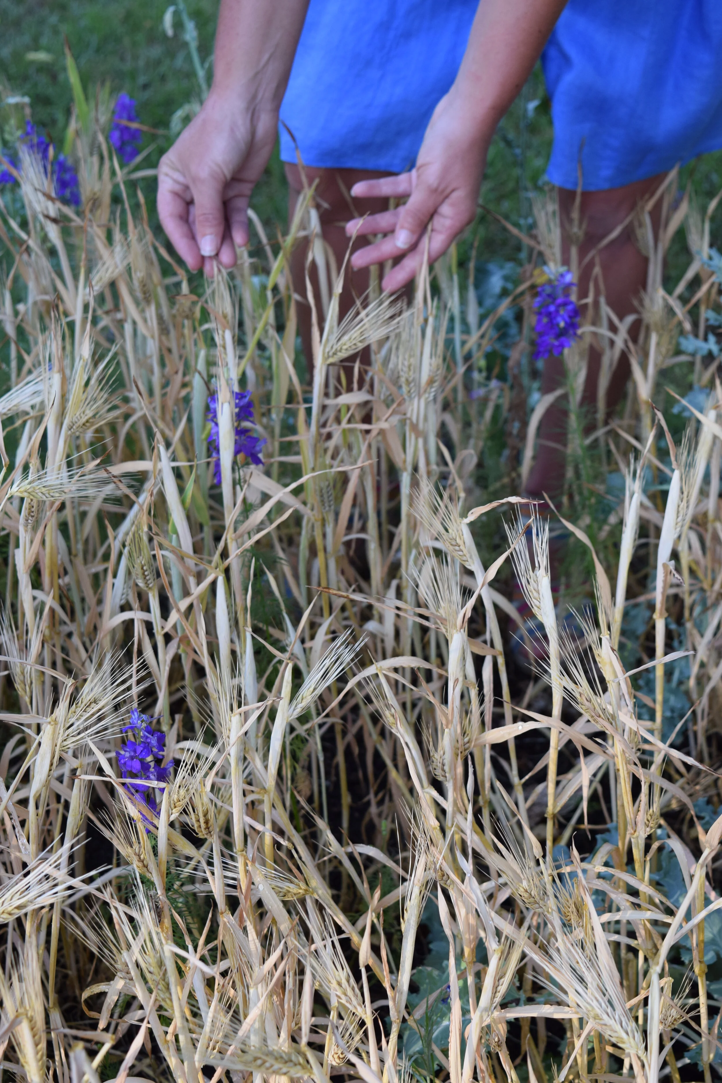 Gardening with Grains in the press