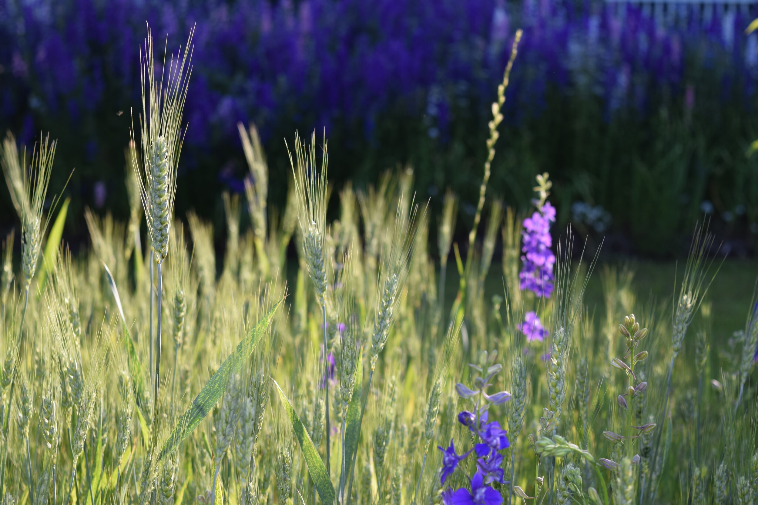 wheat  (8).JPG