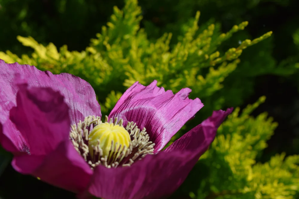 It is (finally) Poppy Season  Brie Grows