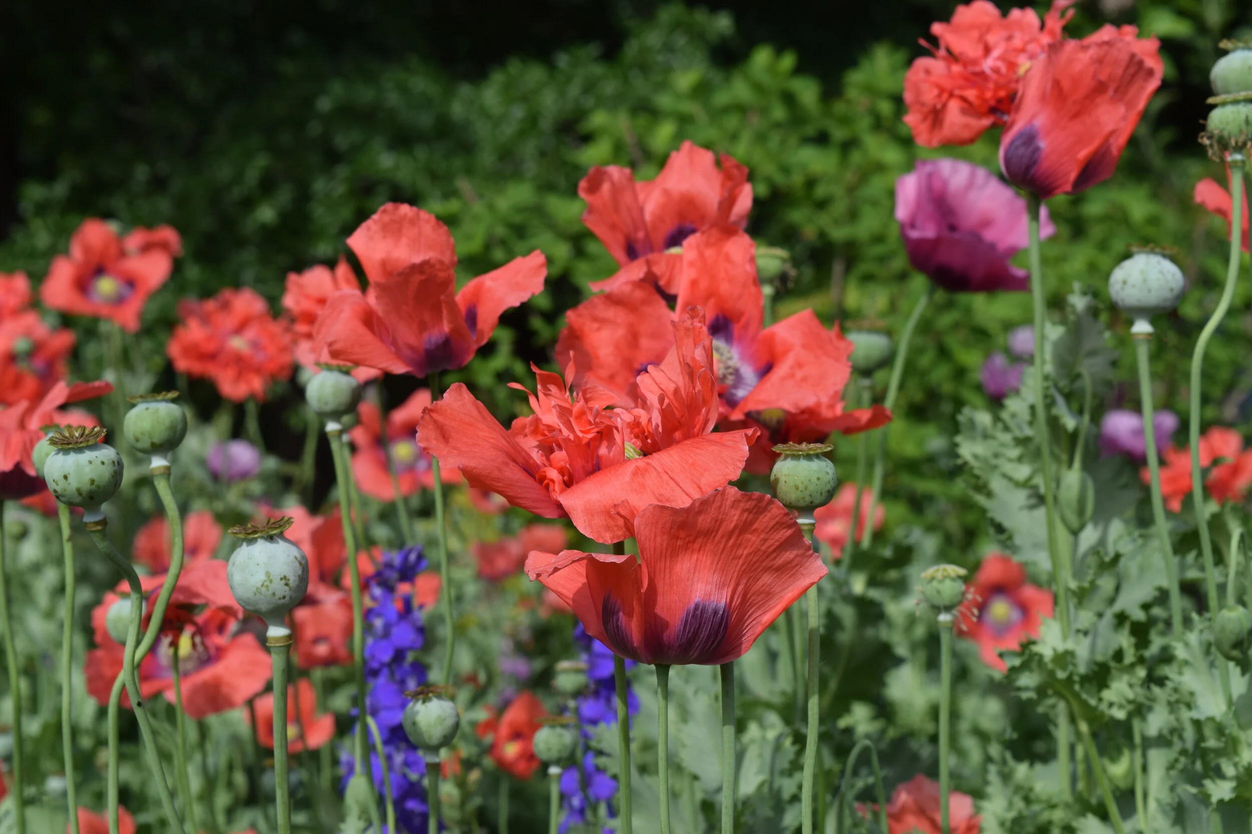 It is (finally) Poppy Season 