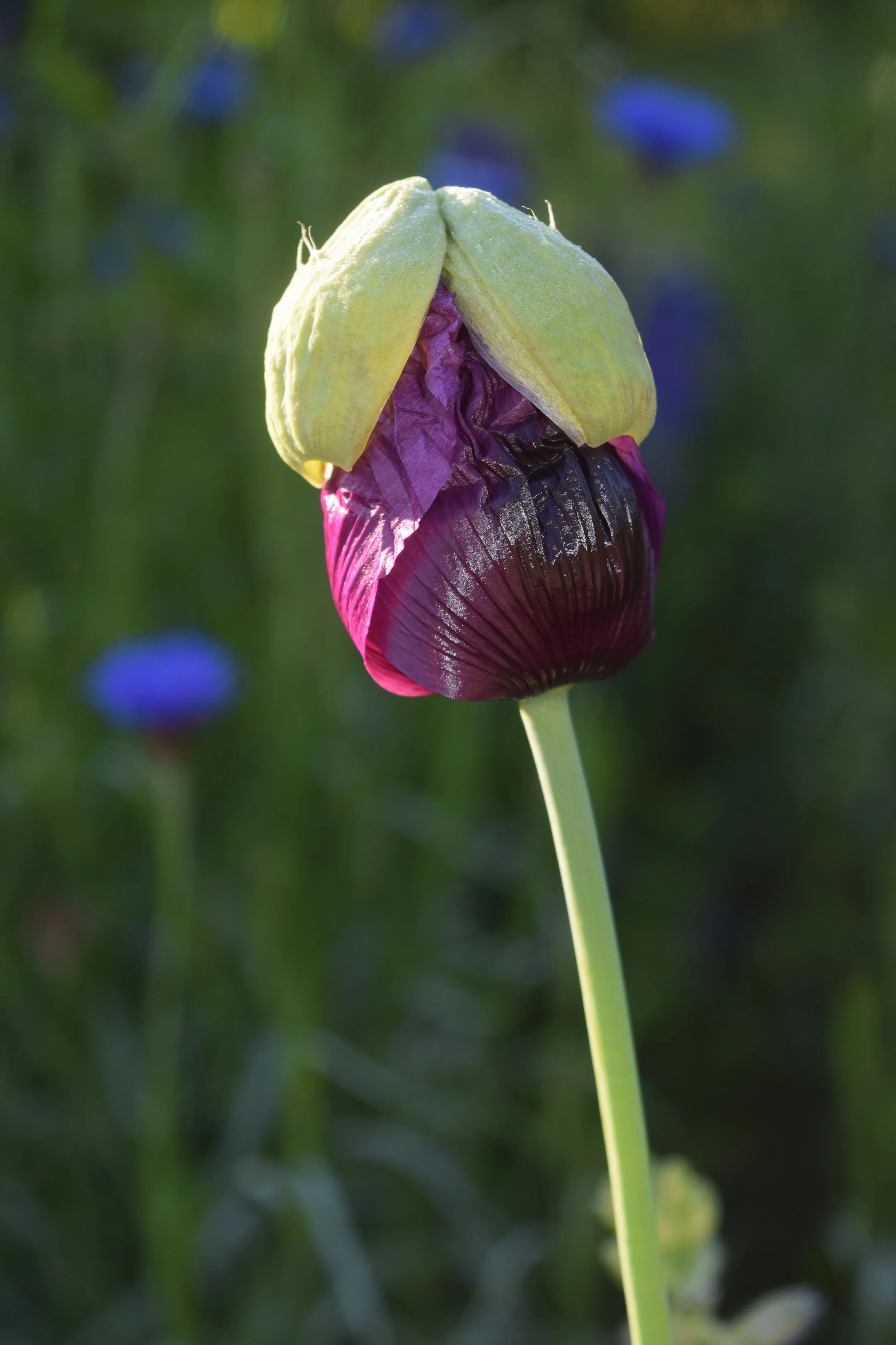 Virtual Garden Tour-  May Magic 