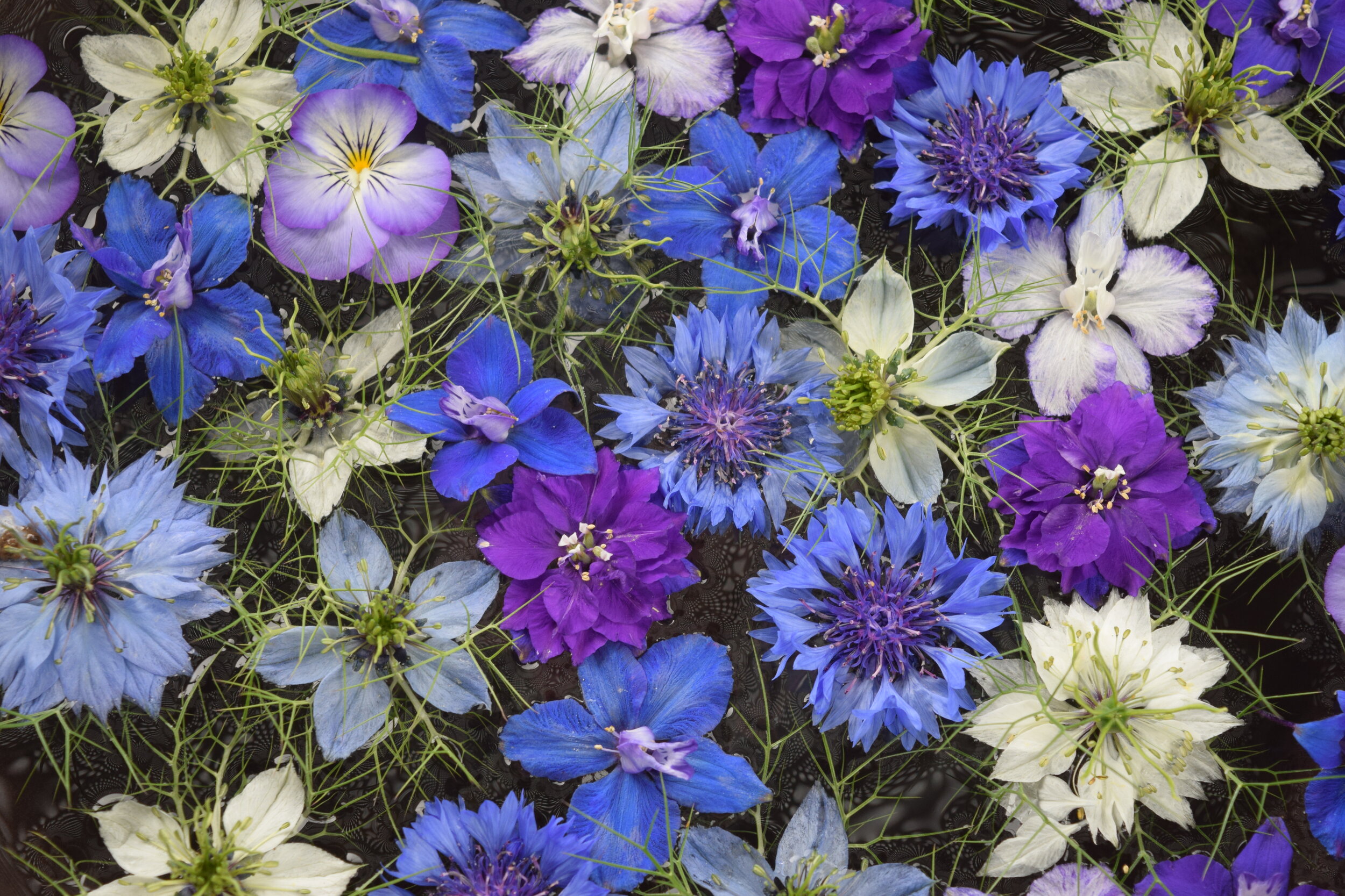 Feelin Blue? Floating flowers may help 