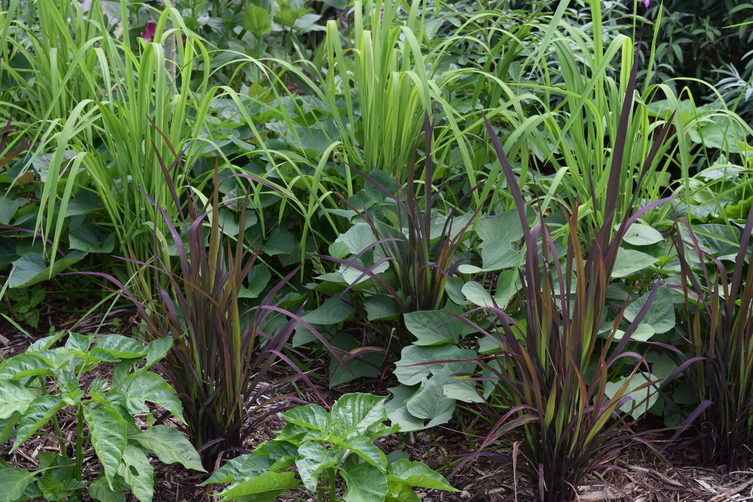 Growing Rice — Brie Grows