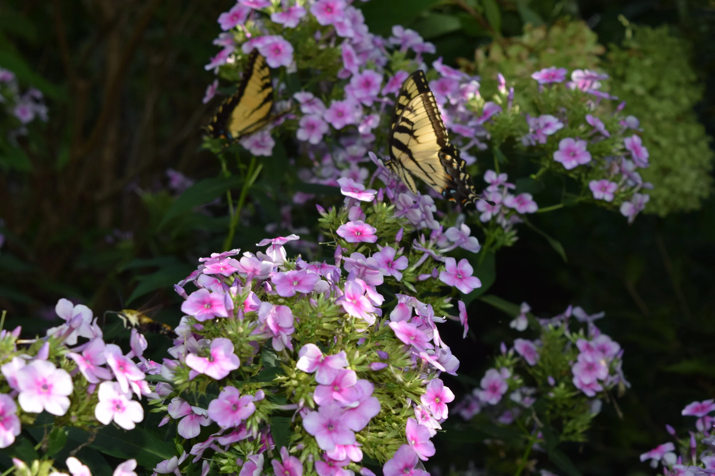 Mid August Foodscape Update 