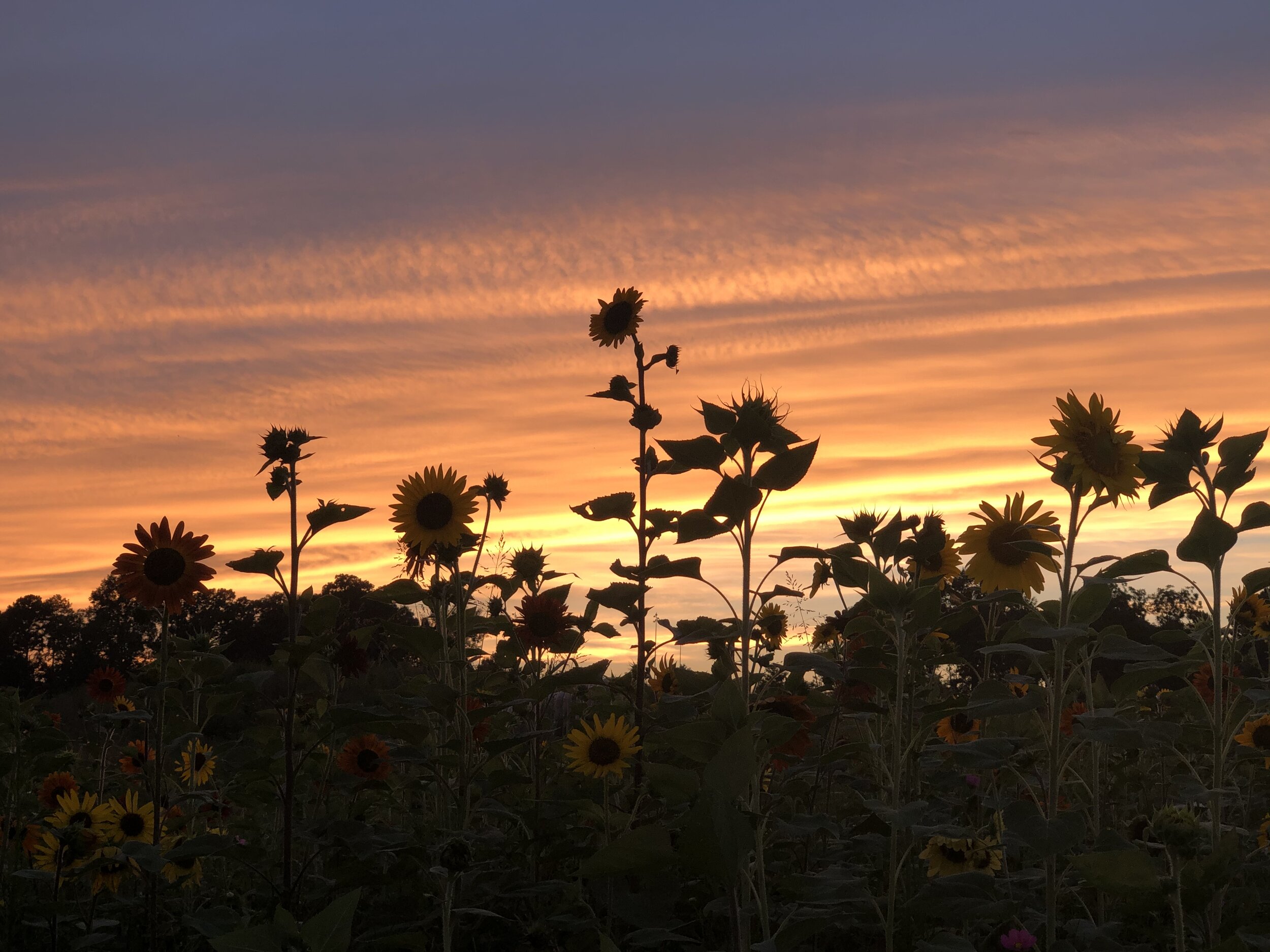 Sunflowers at Sunset an escape from the everyday — Brie Grows