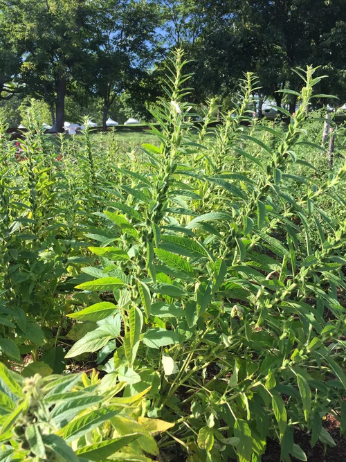 Growing Sesame  Brie Grows