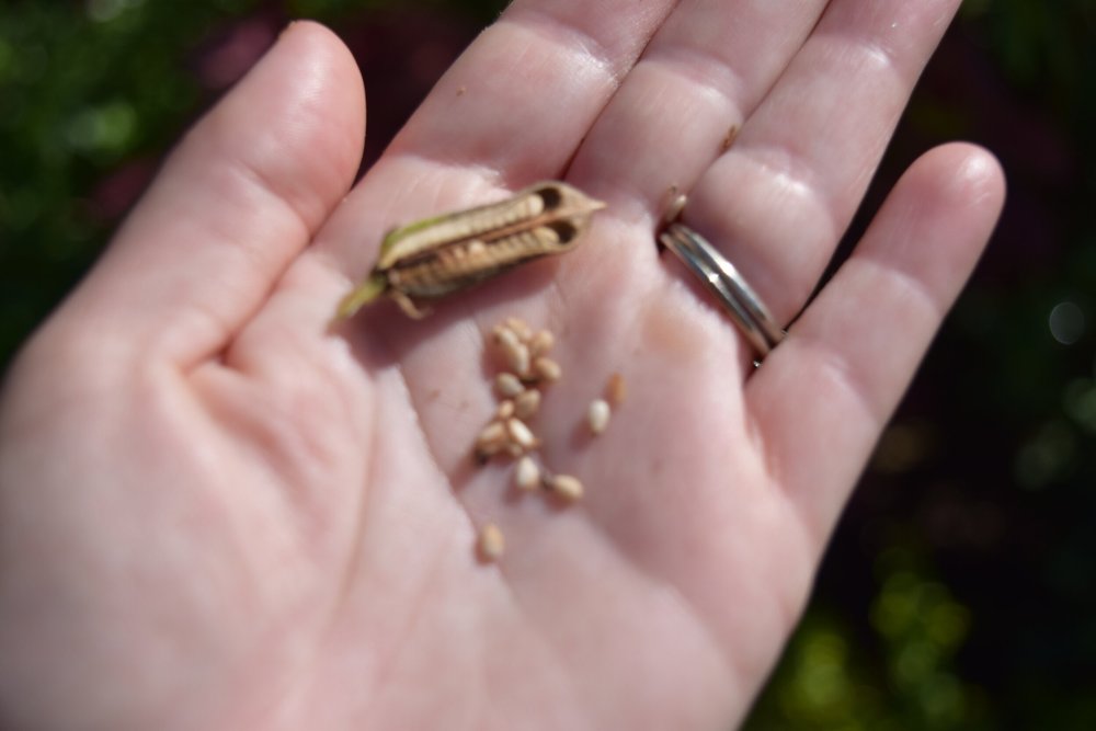 Growing Sesame — Brie Grows