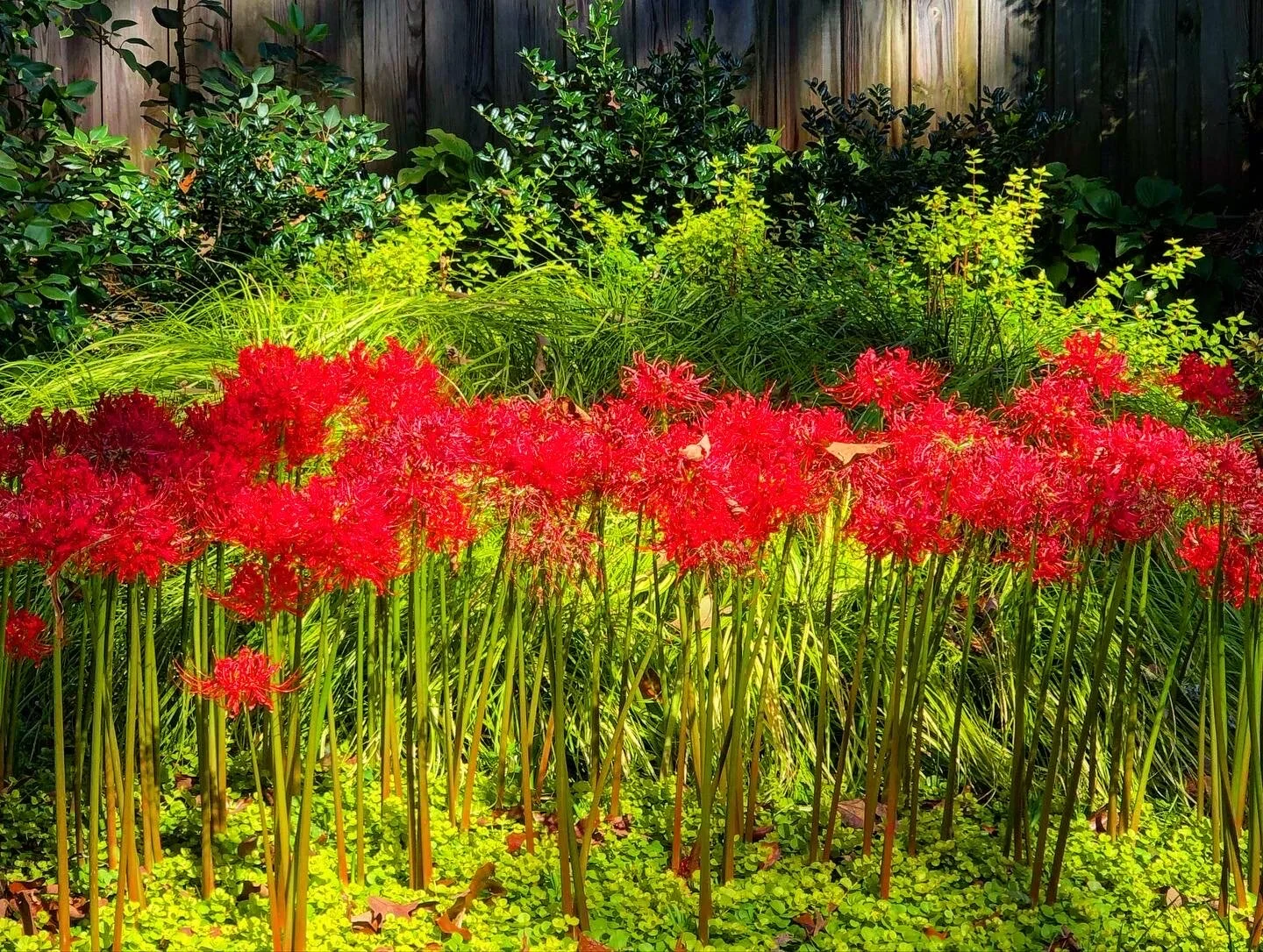 Growing Lycoris 