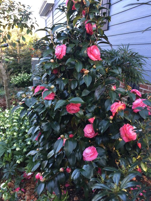 Treat camellias for tea scale when temperatures are mild
