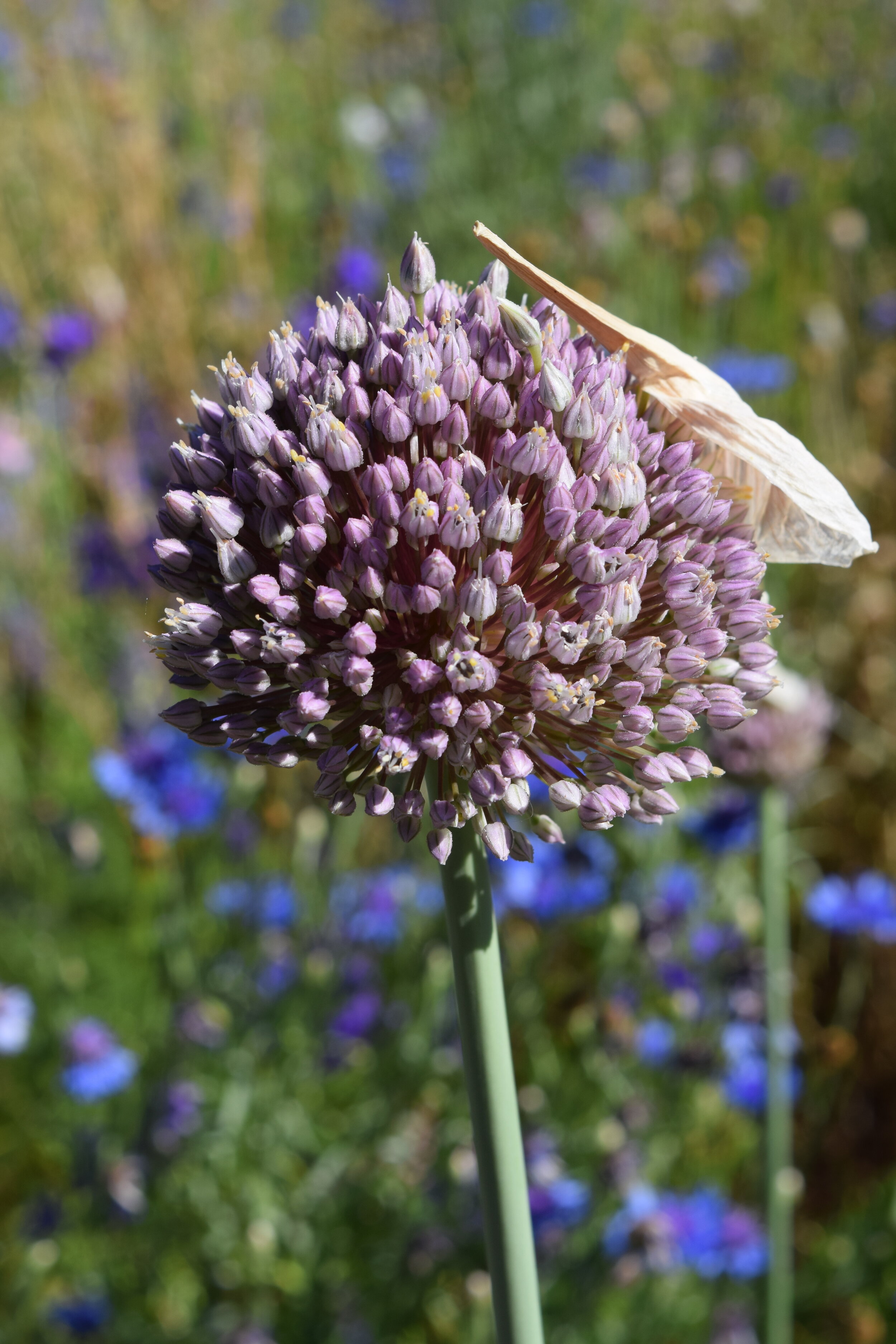 DSC_0514.JPG