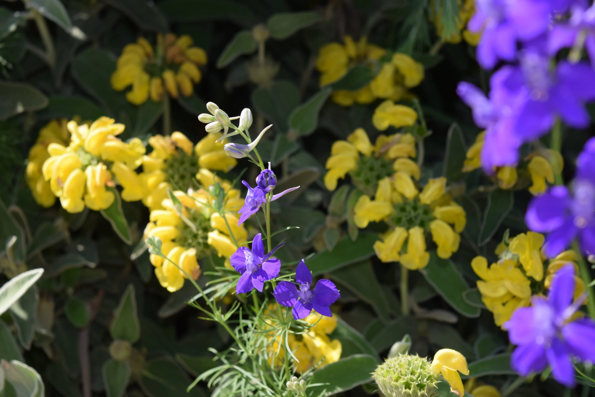 poppies and larkspur and grains 14 may 2017 156.JPG