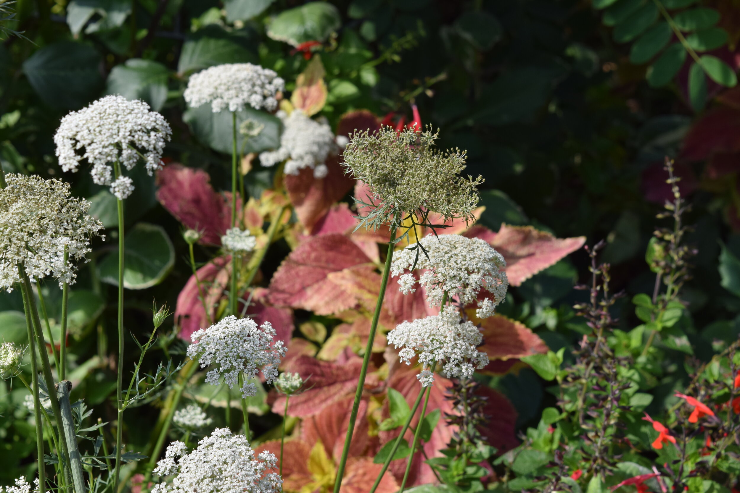 DSC_0271 - Copy.JPG