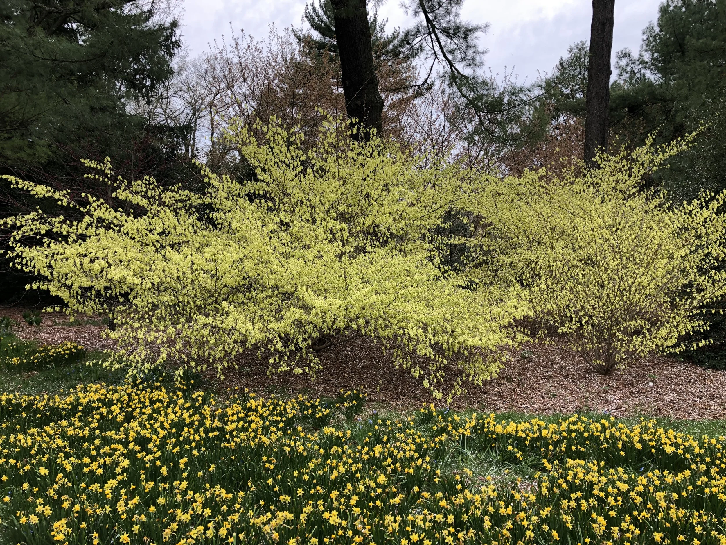 Growing Winter Hazel 