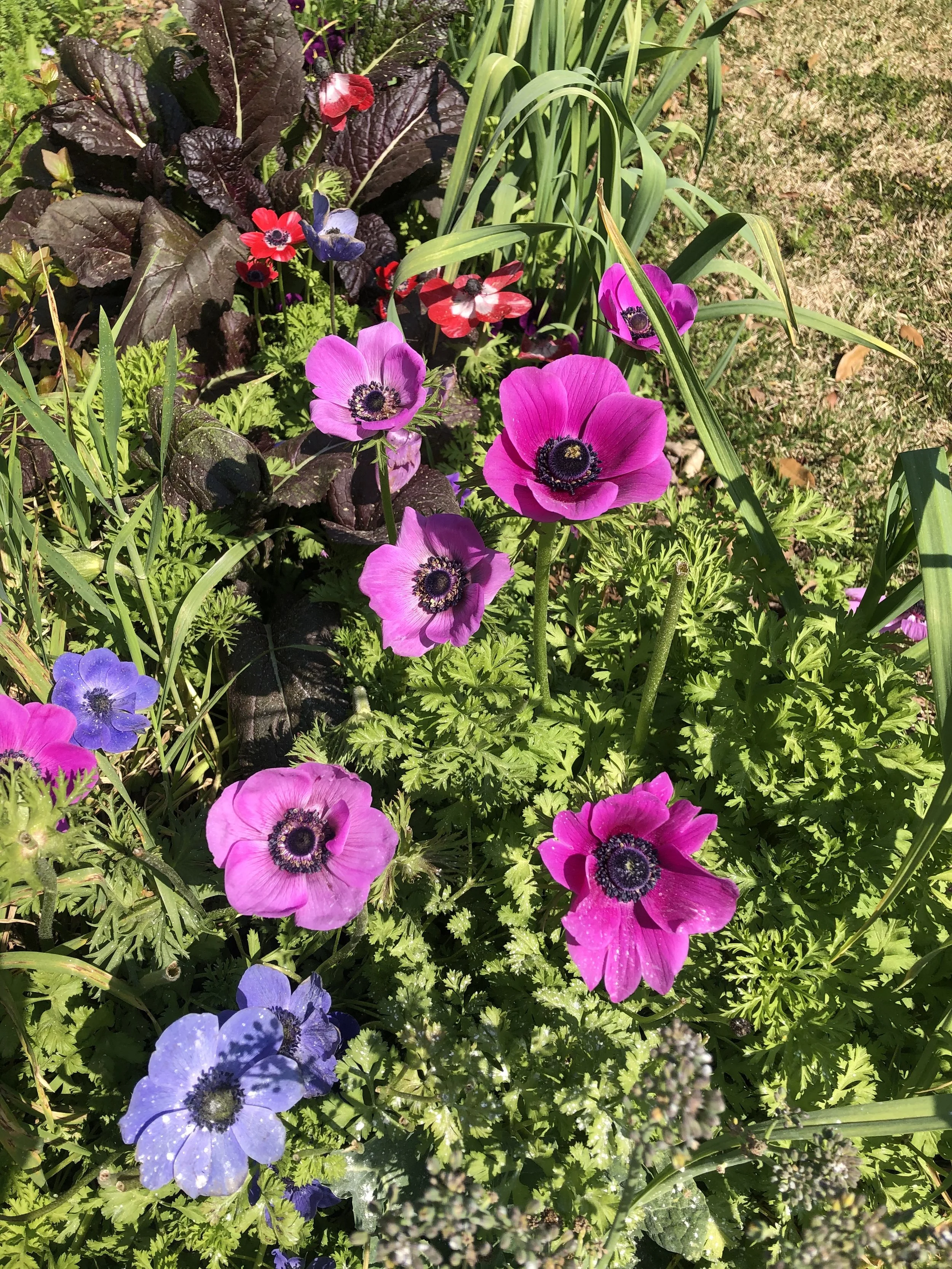 Growing Anemone 