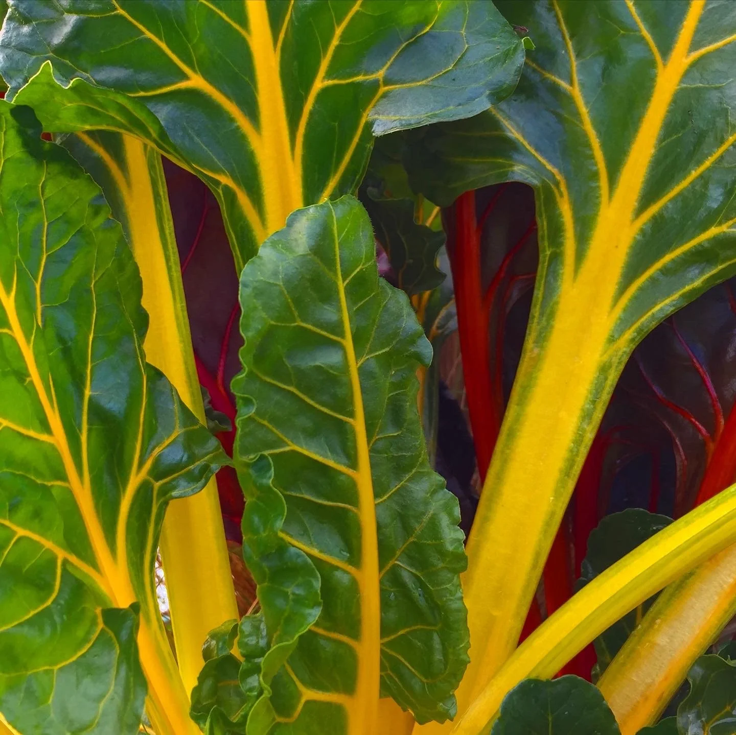 Growing Swiss Chard 