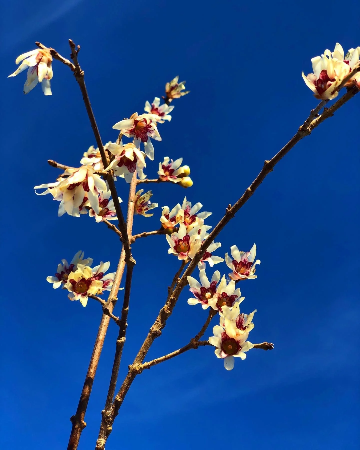 Growing Wintersweet 