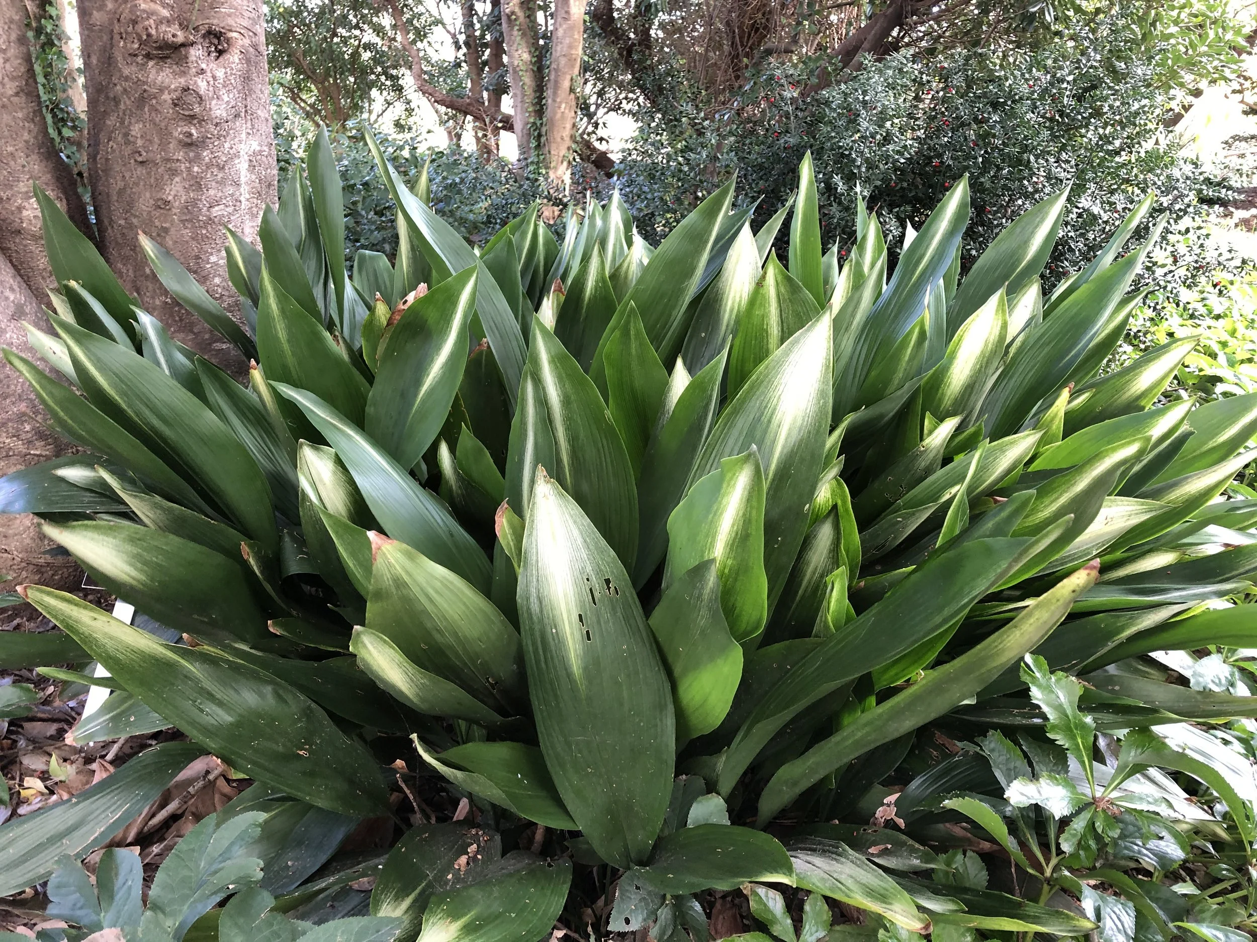 Growing Cast Iron Plant