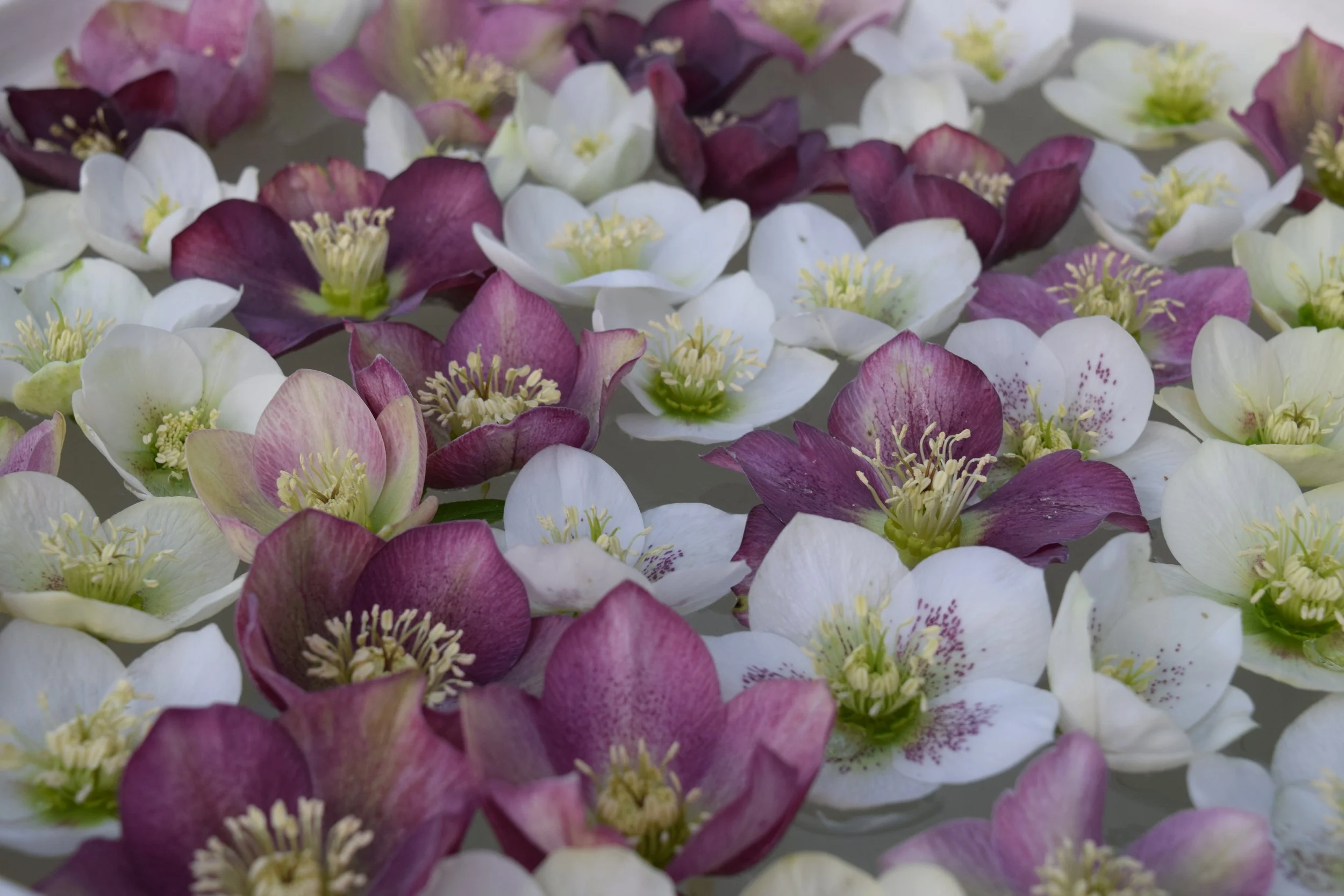 Growing Hellebores