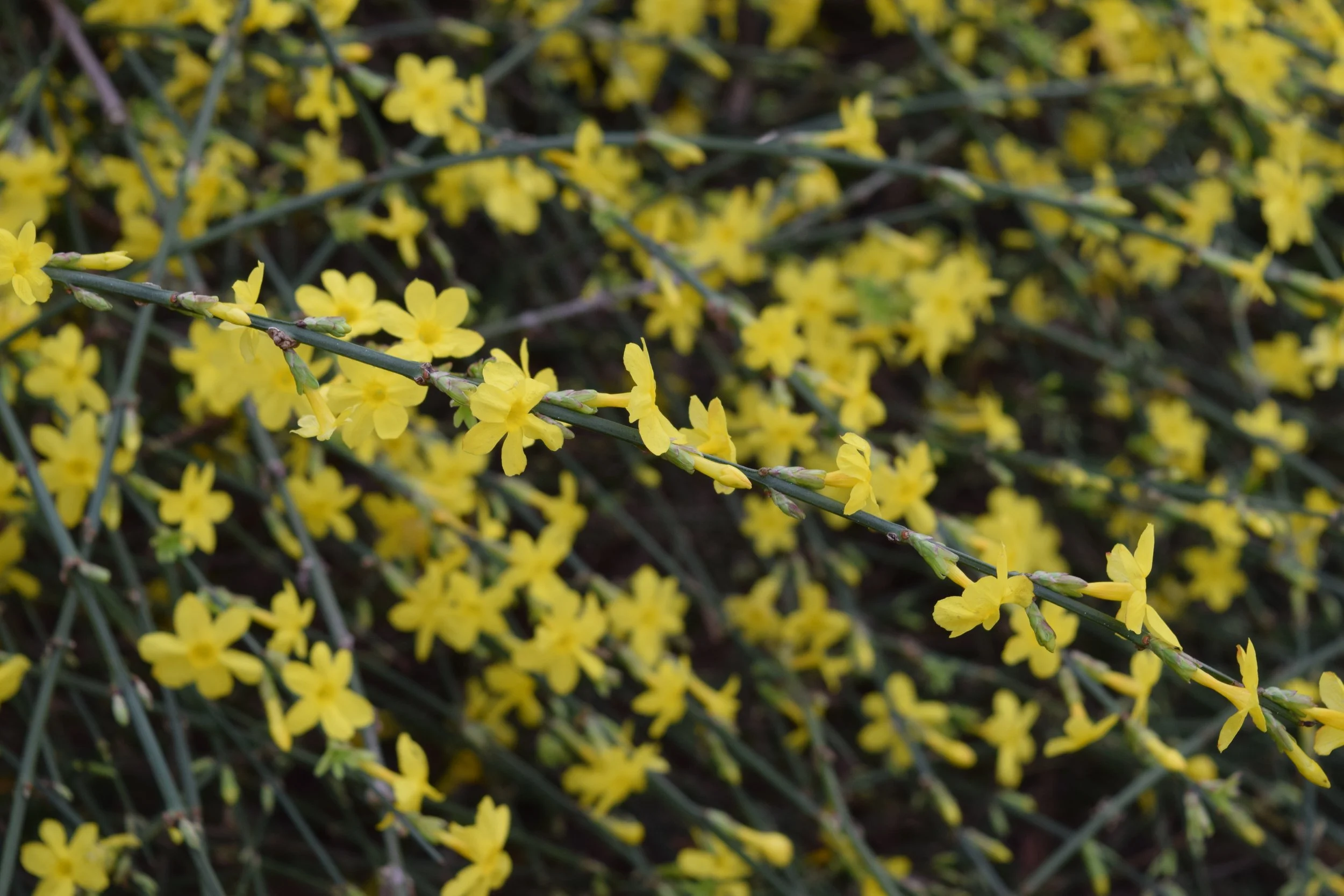 Growing Winter Jasmine