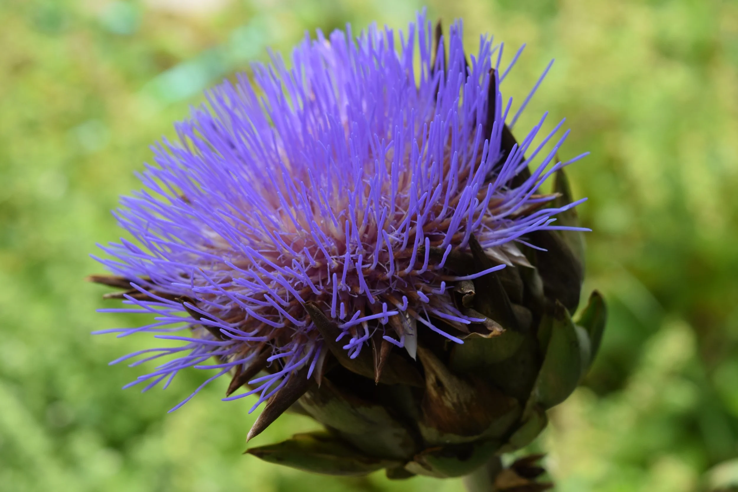 The 2022 Summer Foodscape