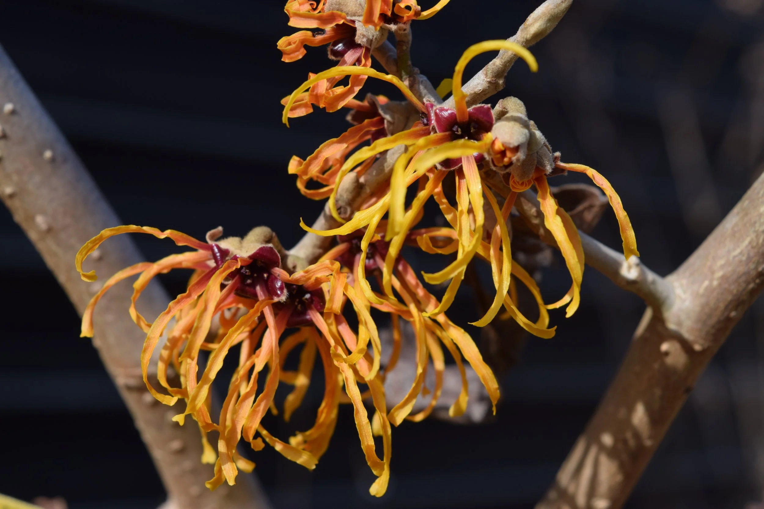 January Garden Pictures 2023