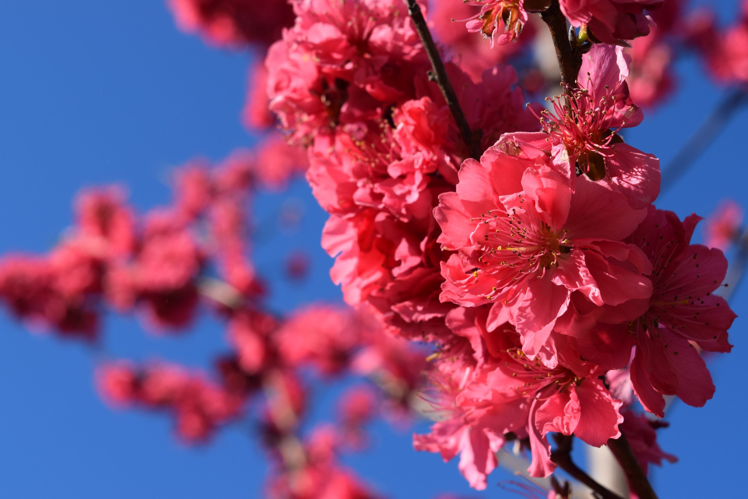 March Garden Pictures 2023