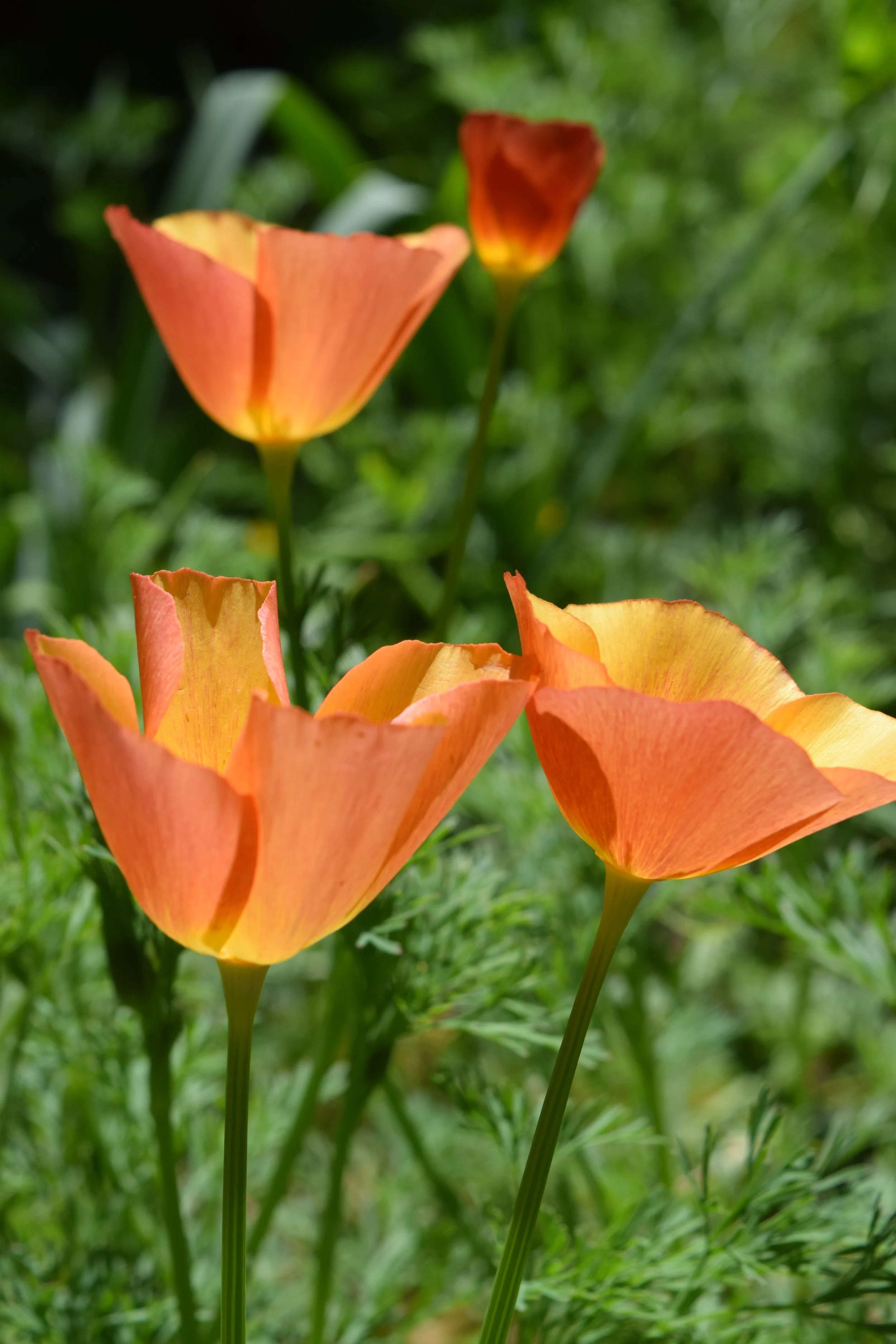 April Garden Pictures 2023