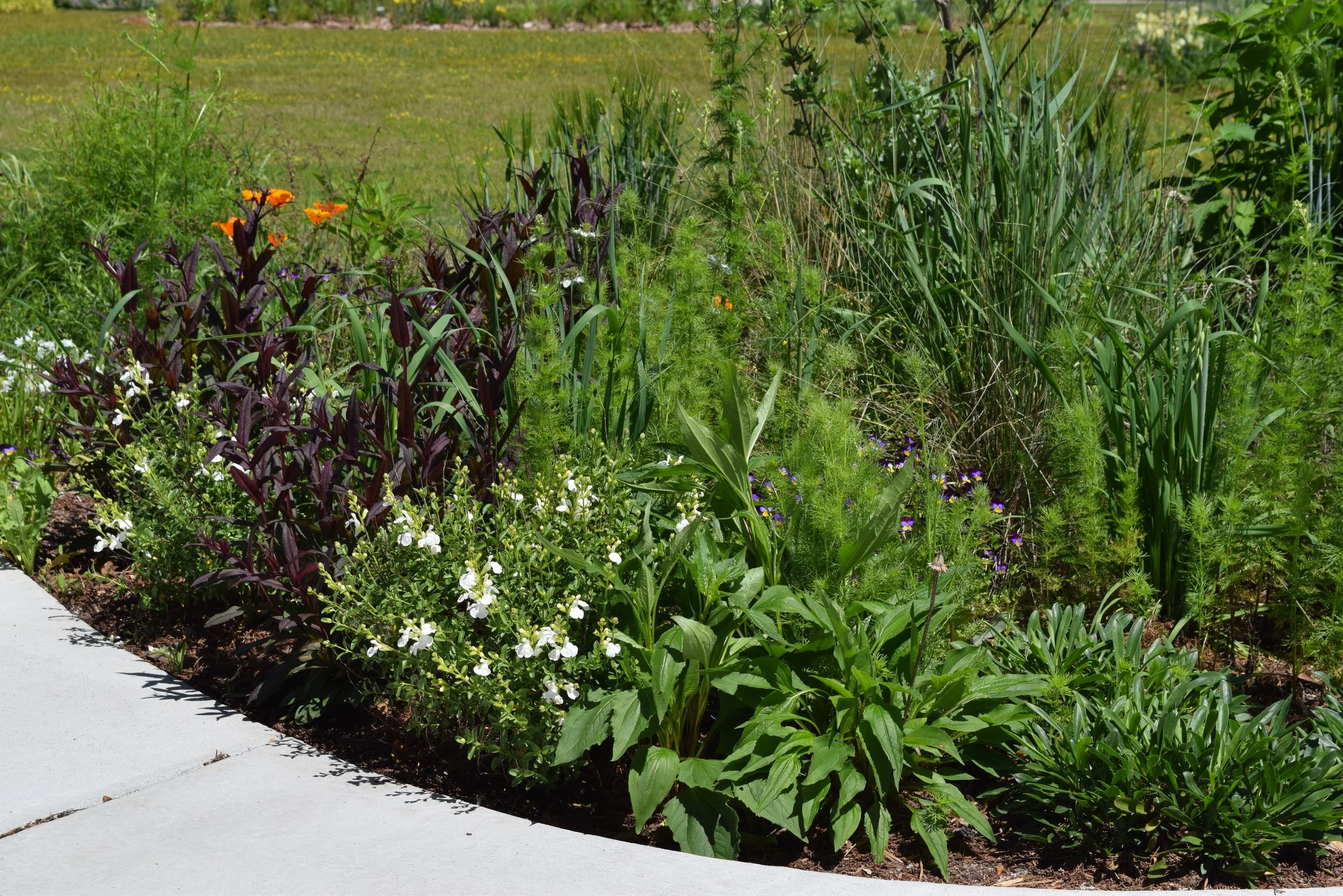 Carolina Garden House Native Planting