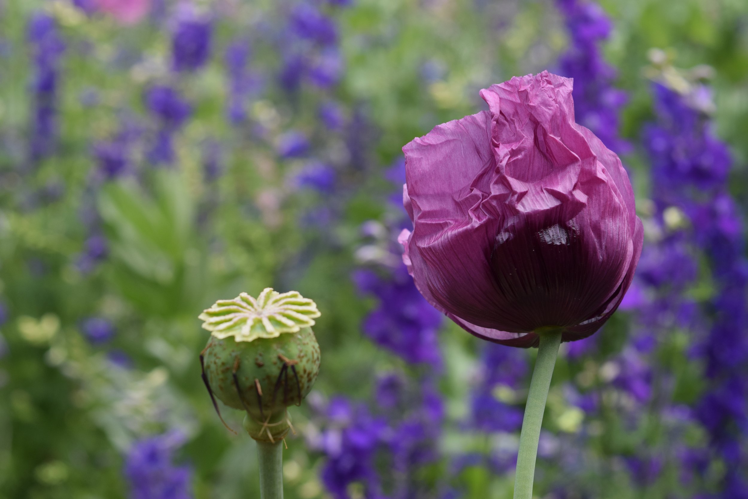 May Garden Pictures 2023