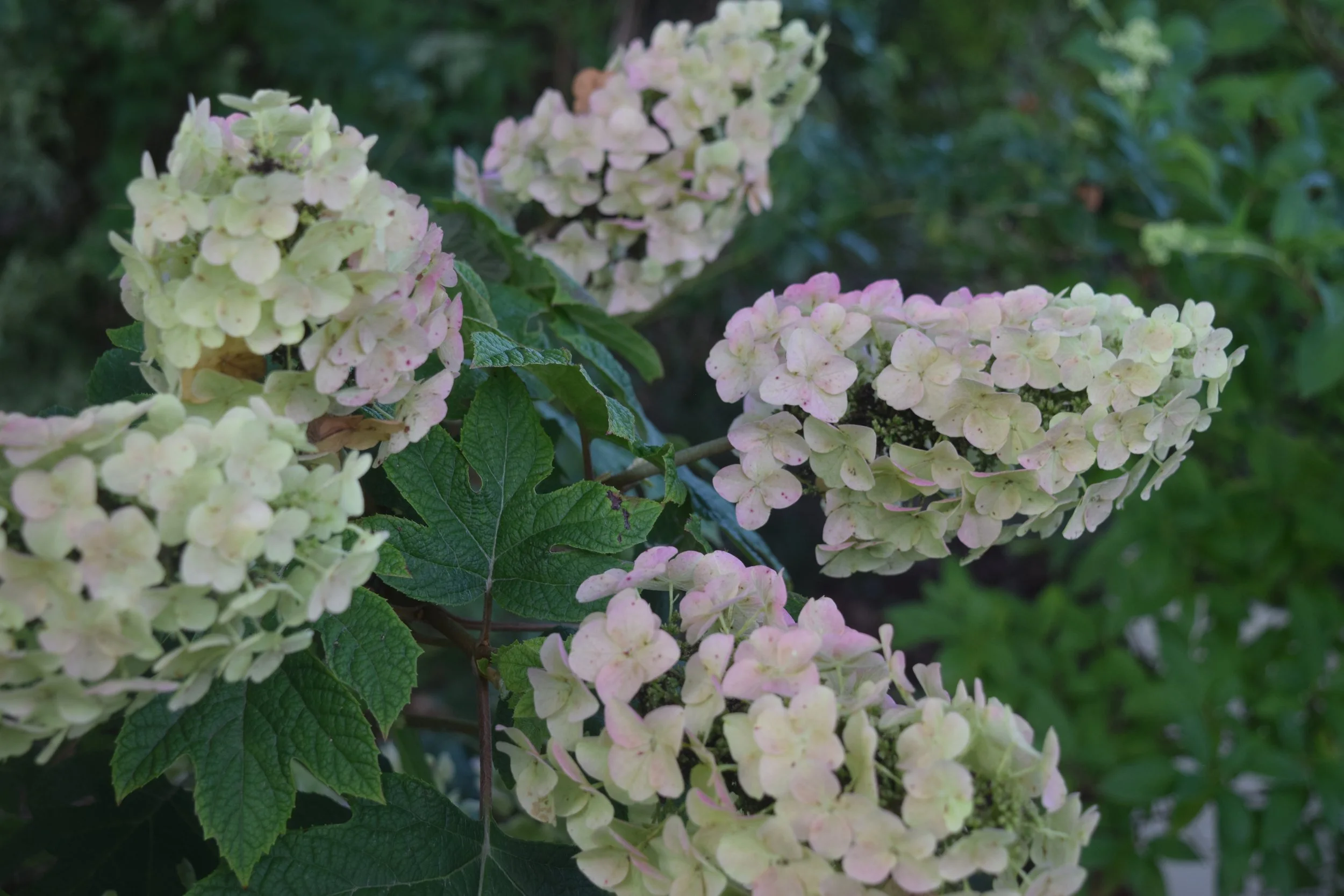June Garden Pictures 2023
