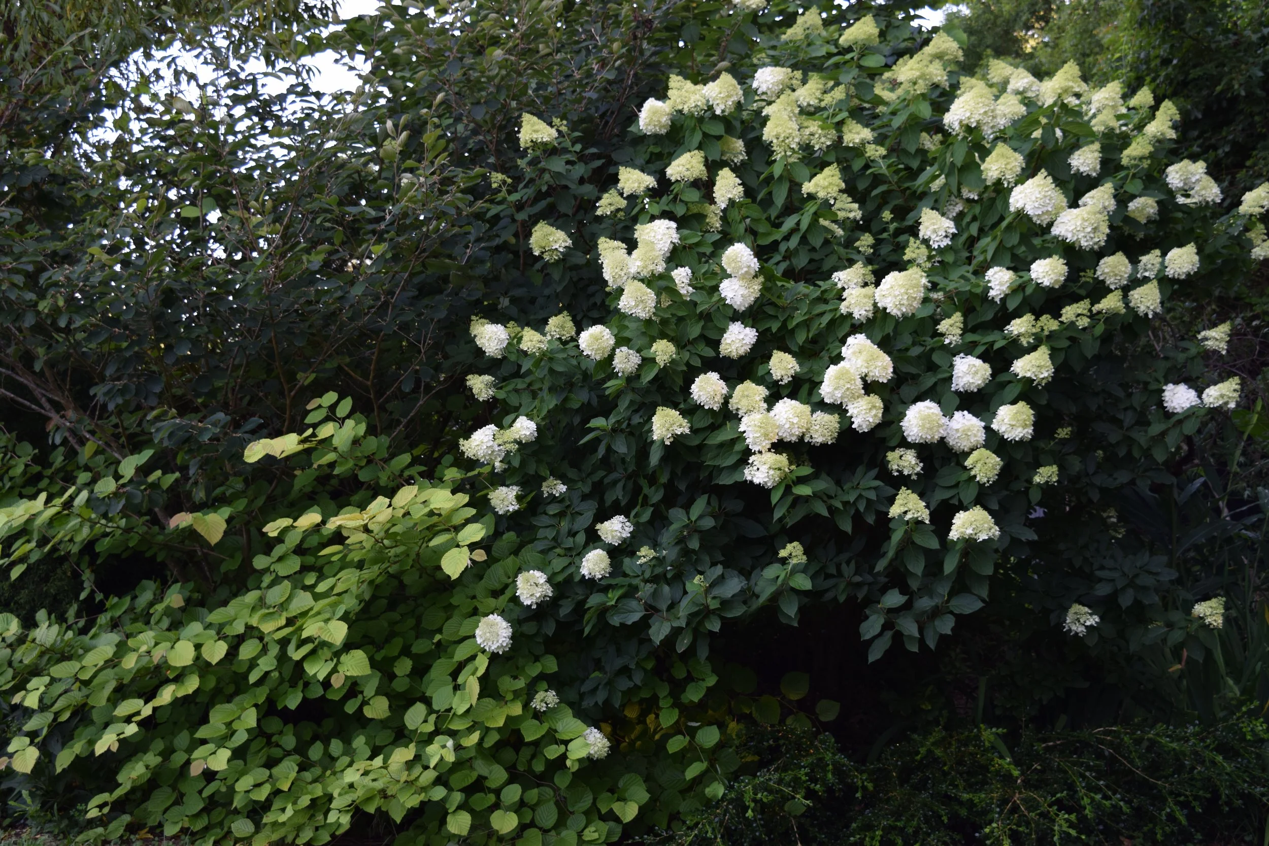 July Garden Pictures 2023