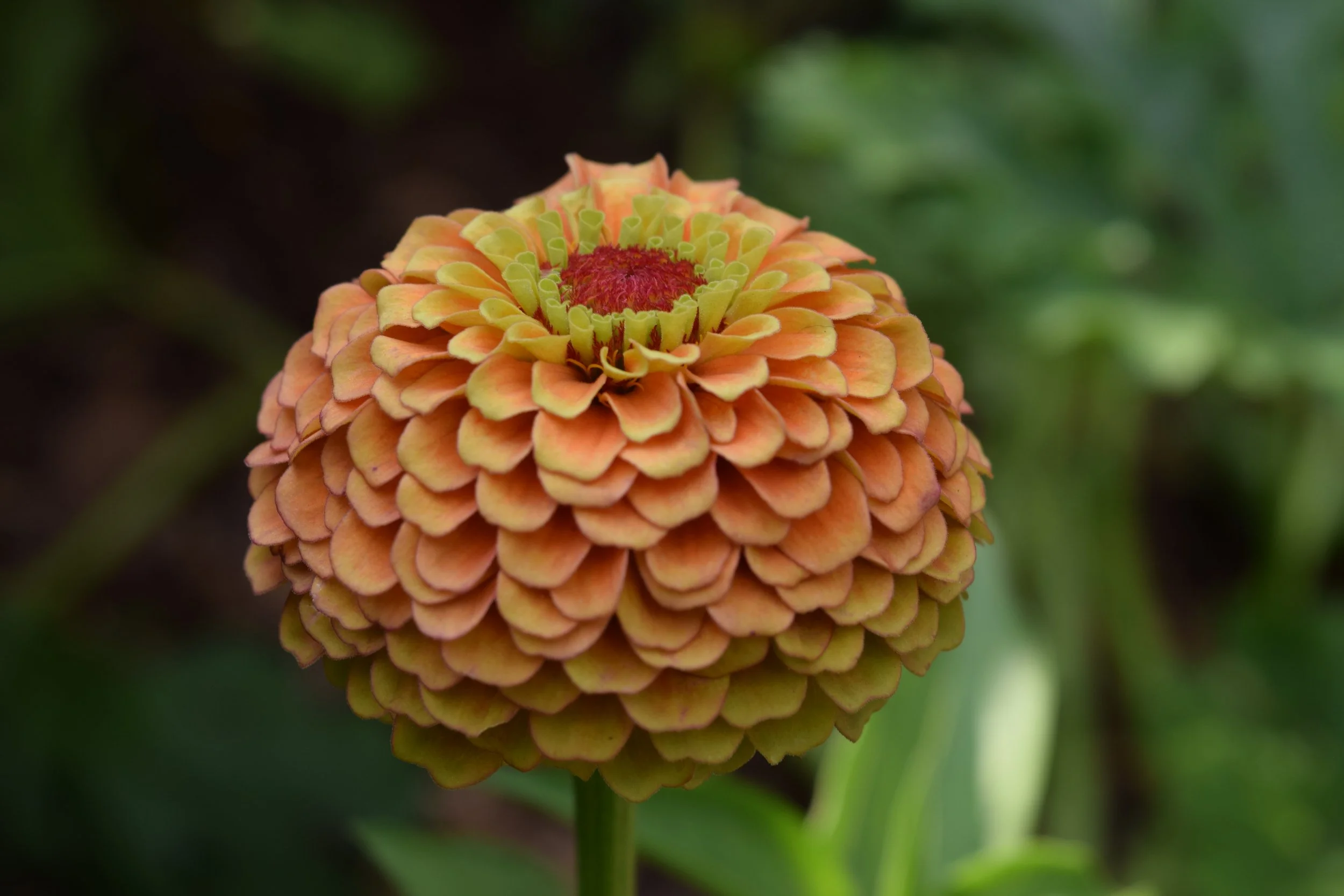 August Garden Pictures 2023