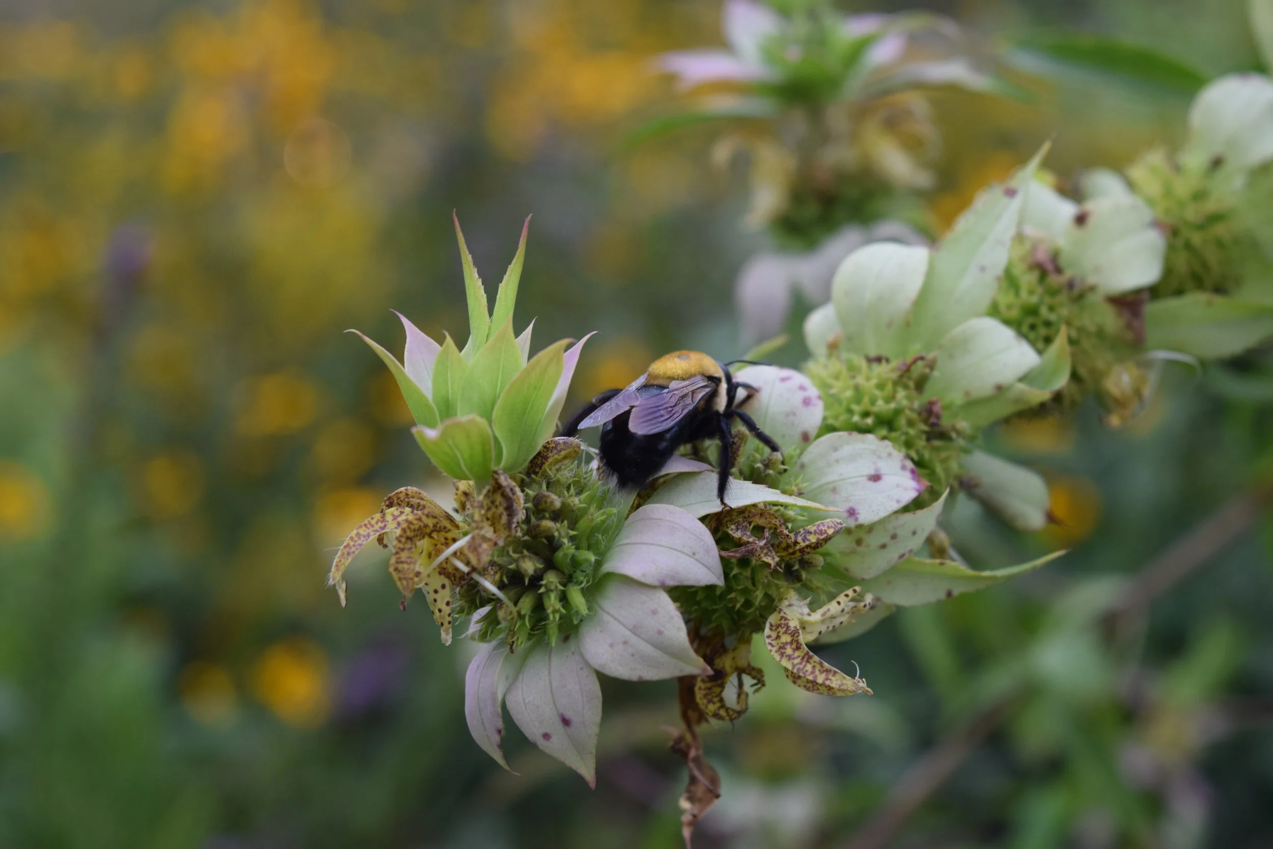 September Garden Pictures 2023