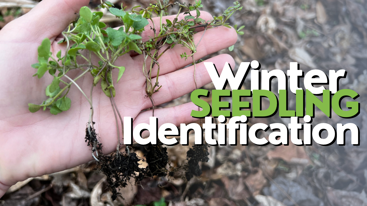 Winter Seedling ID: Cottage Garden Plant &amp; WEEDS