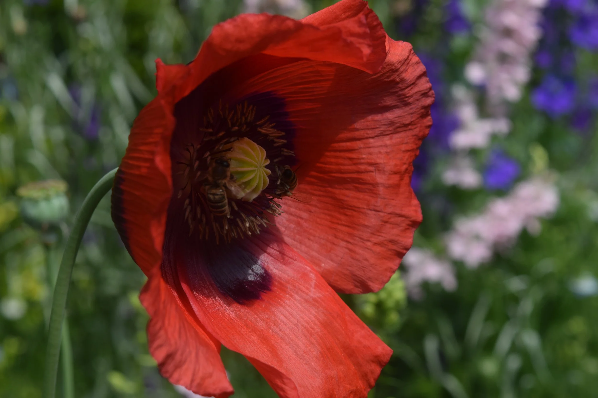 May 2024 Cottage Garden Pictures