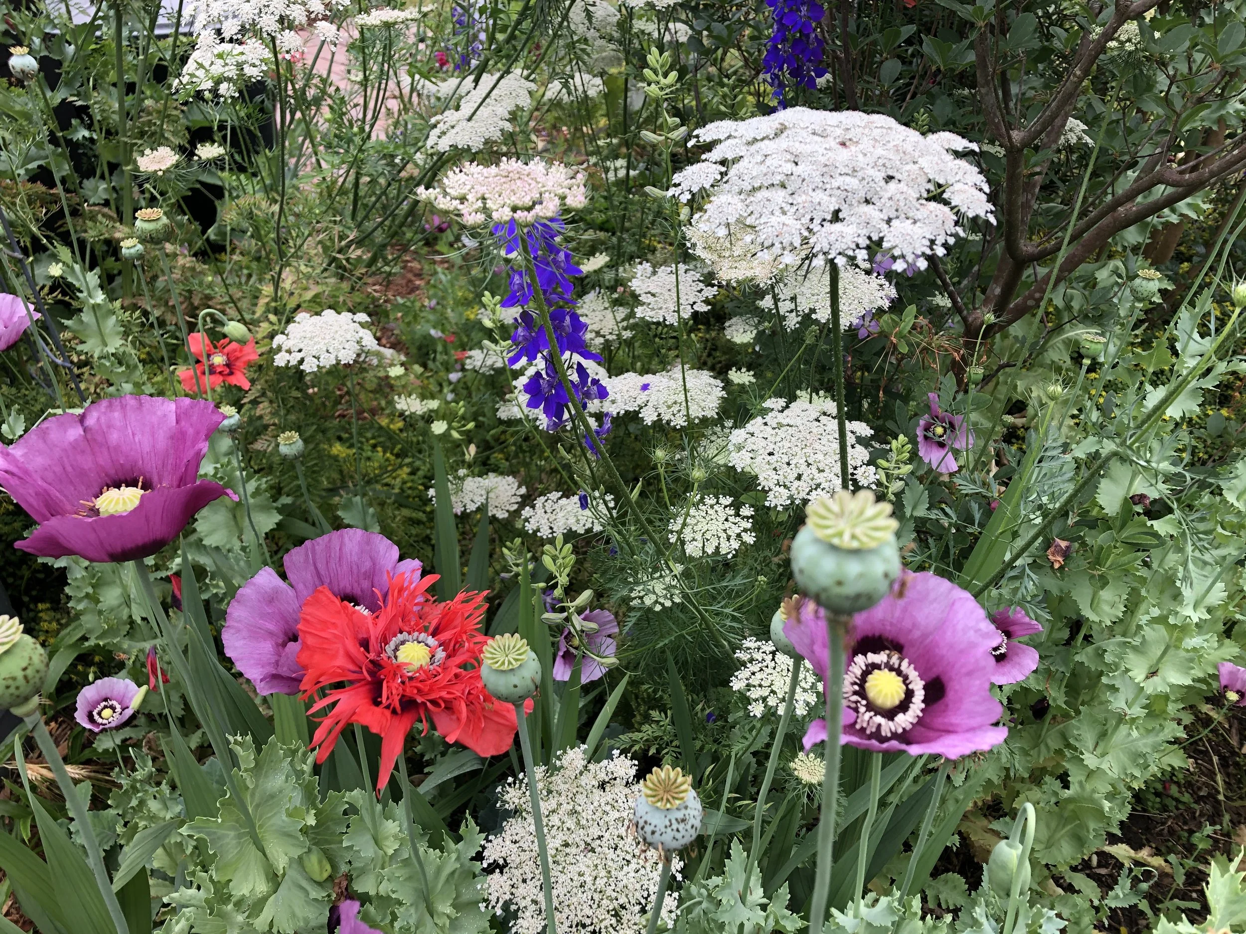 How to Grow a Cottage Garden From Seed