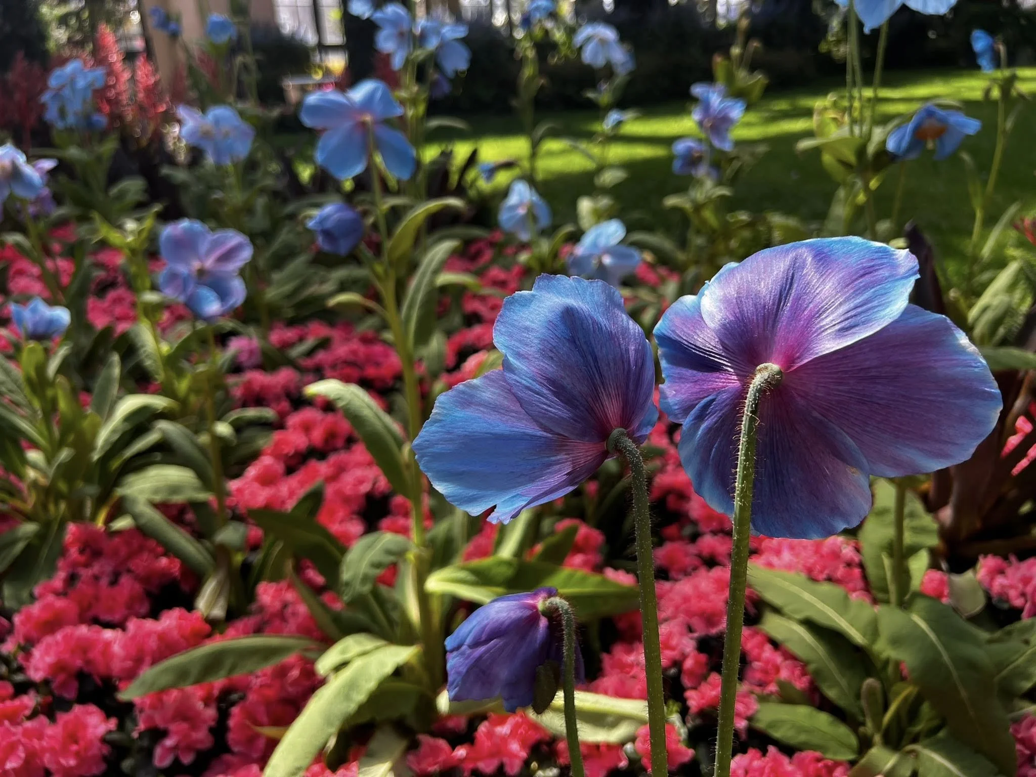 Blue Poppies: The Elusive Beauty of Meconopsis