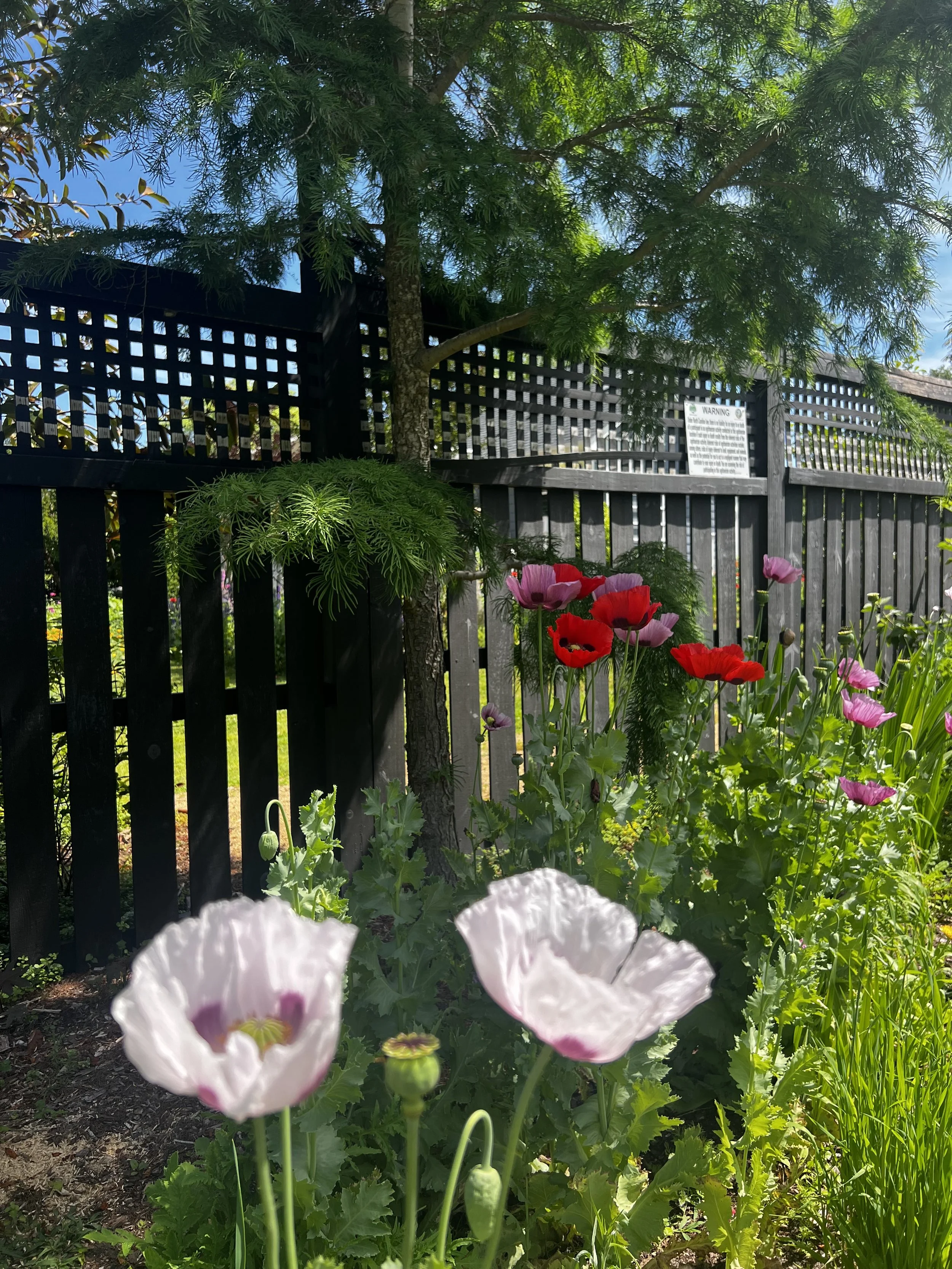 IMG_1053.jpeg