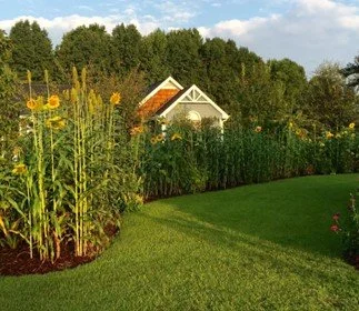 sorghum.jpg