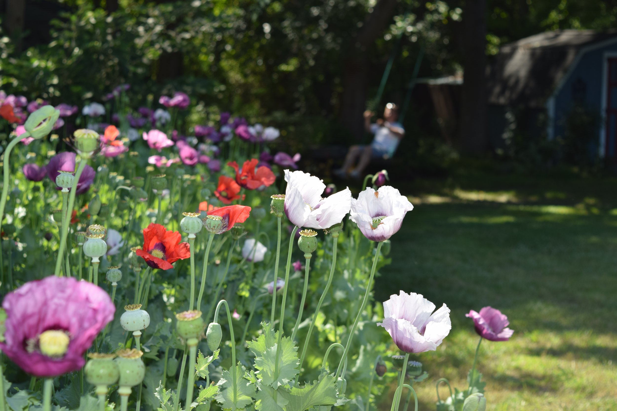 poppies and larkspur and grains 14 may 2017 062.JPG