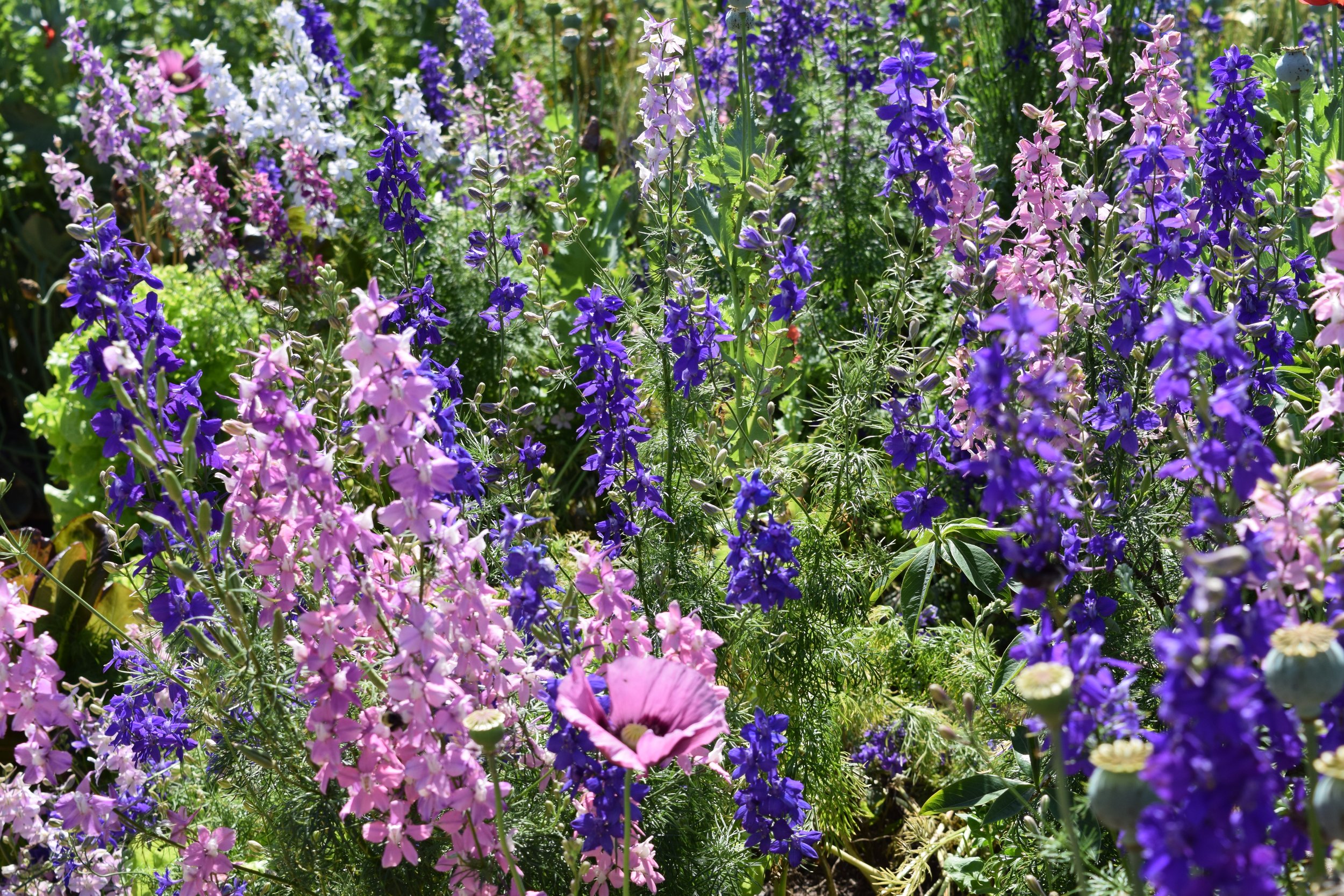 poppies and larkspur and grains 14 may 2017 034.JPG
