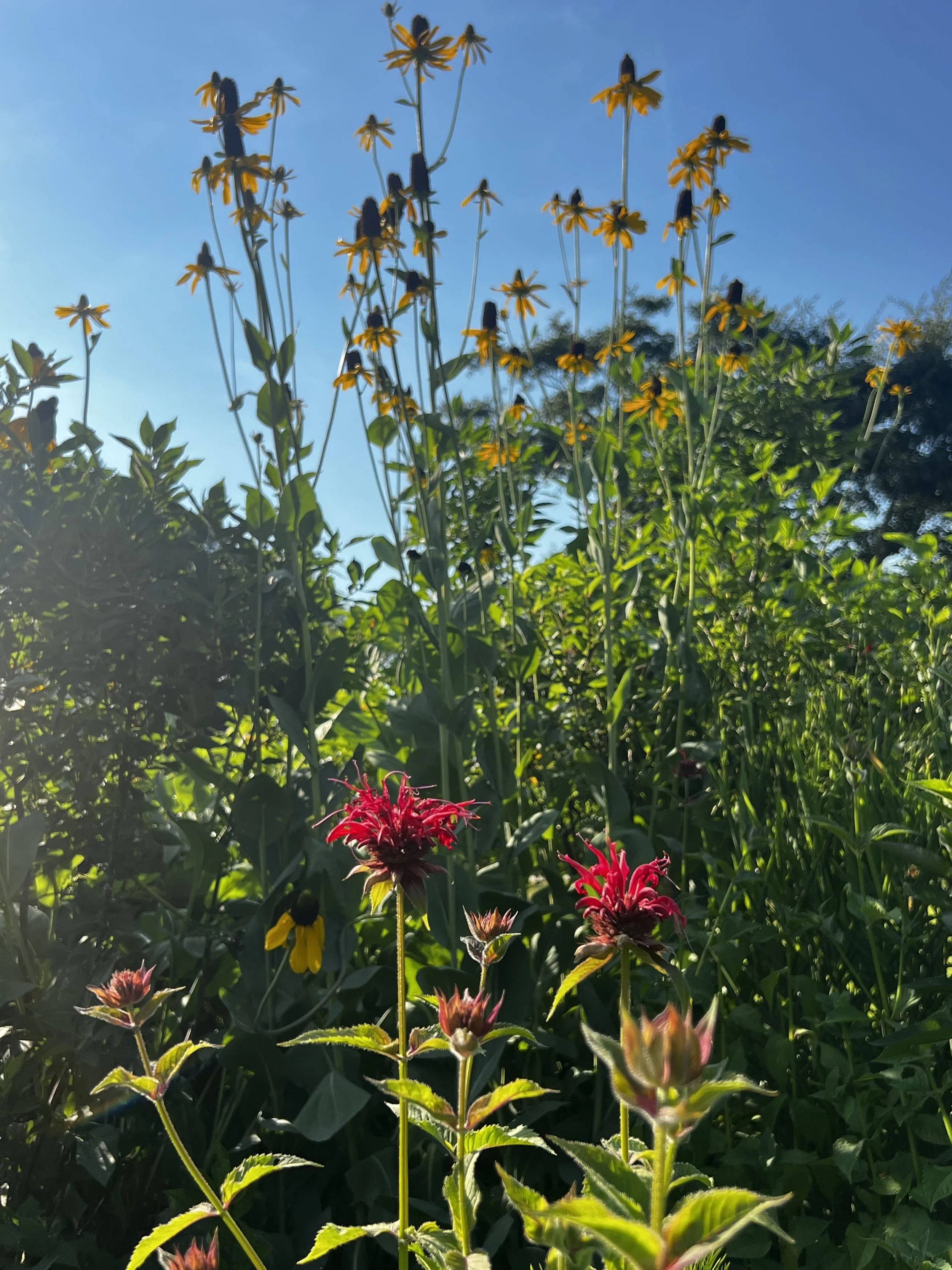 IMG_3093.jpeg