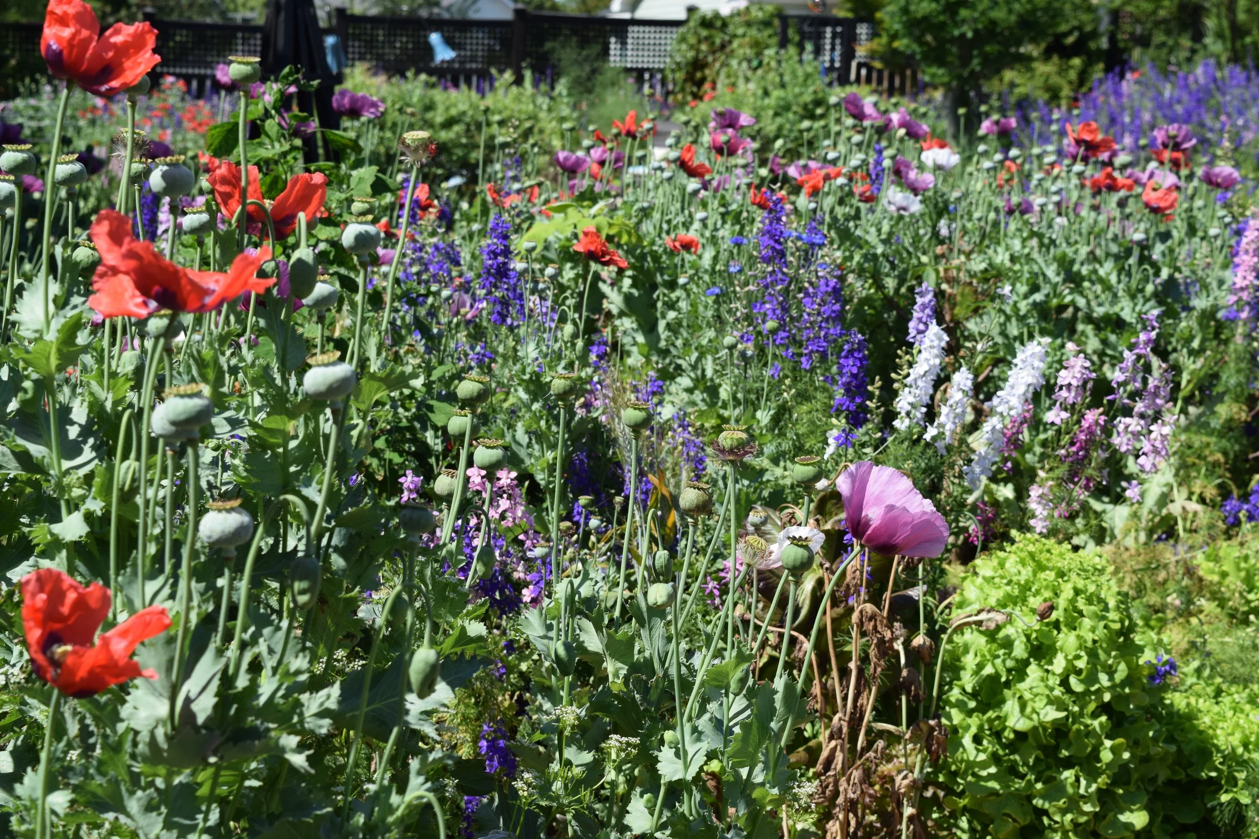 poppies and larkspur and grains 14 may 2017 042.JPG