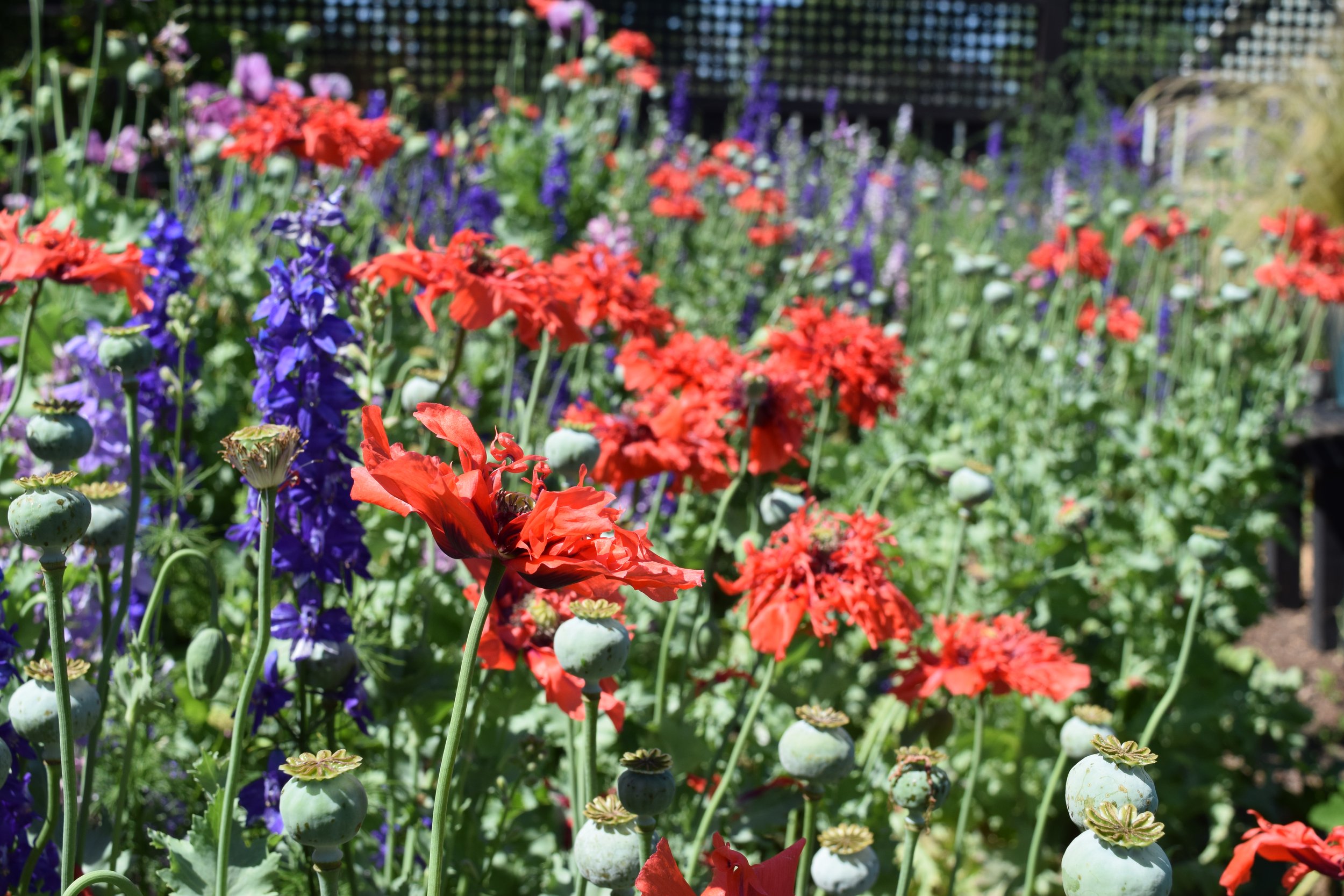 poppies and larkspur and grains 14 may 2017 013.JPG